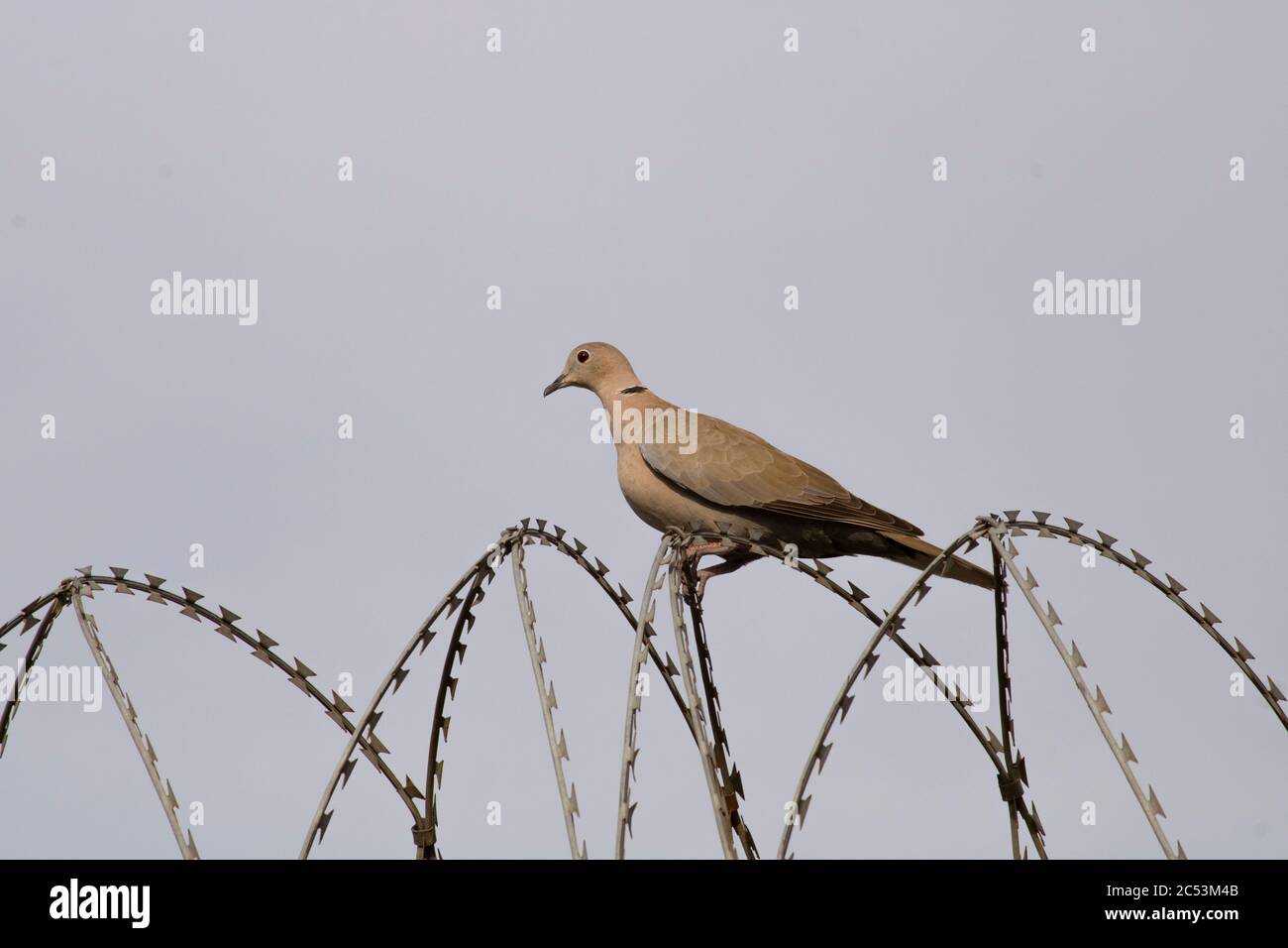 Colato eurasiatico dove Foto Stock