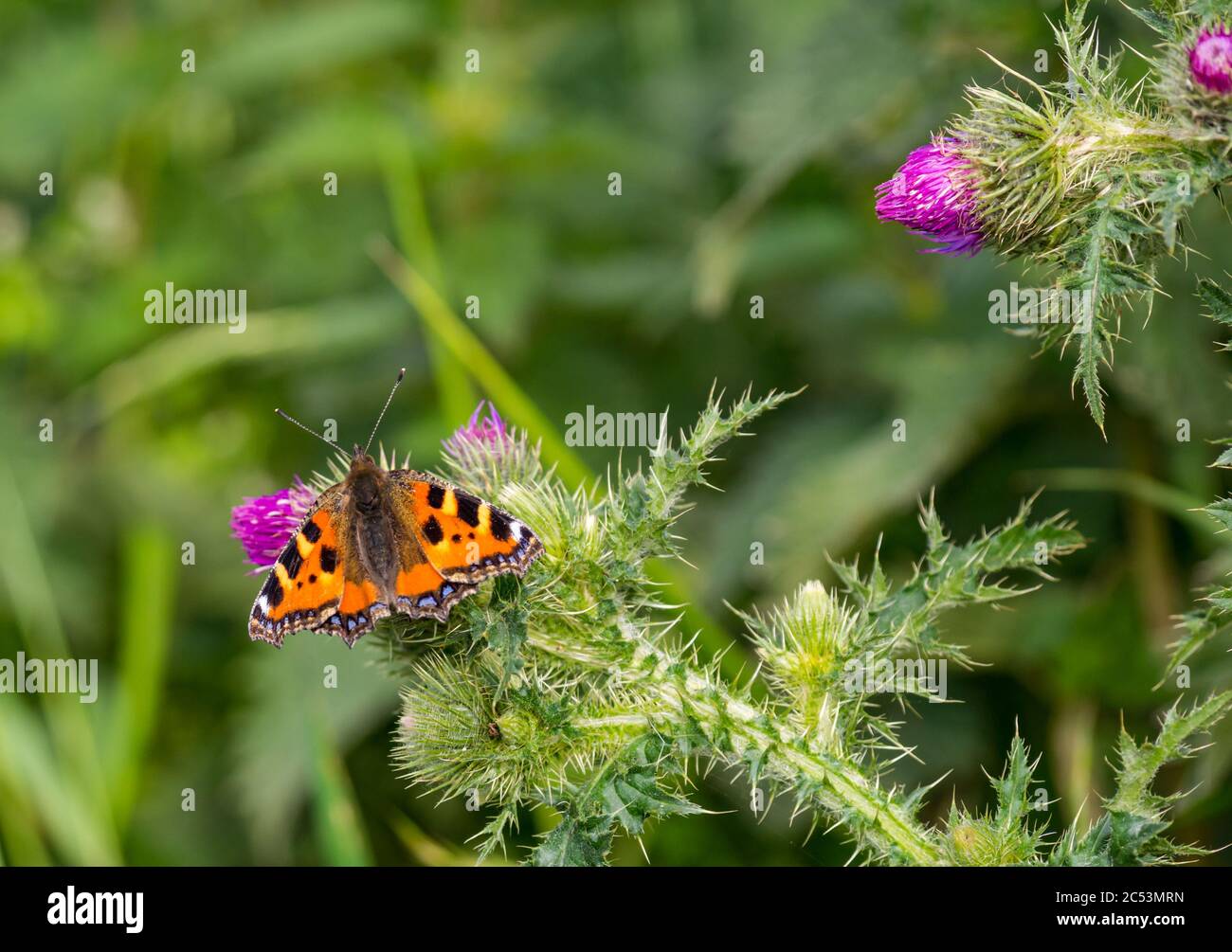 East Lothian, Scozia, Regno Unito, 30 giugno 2020. UK Meteo: Una piccola farfalla di tartaruga, Aglais orticae, su un tistolo sotto il sole estivo Foto Stock