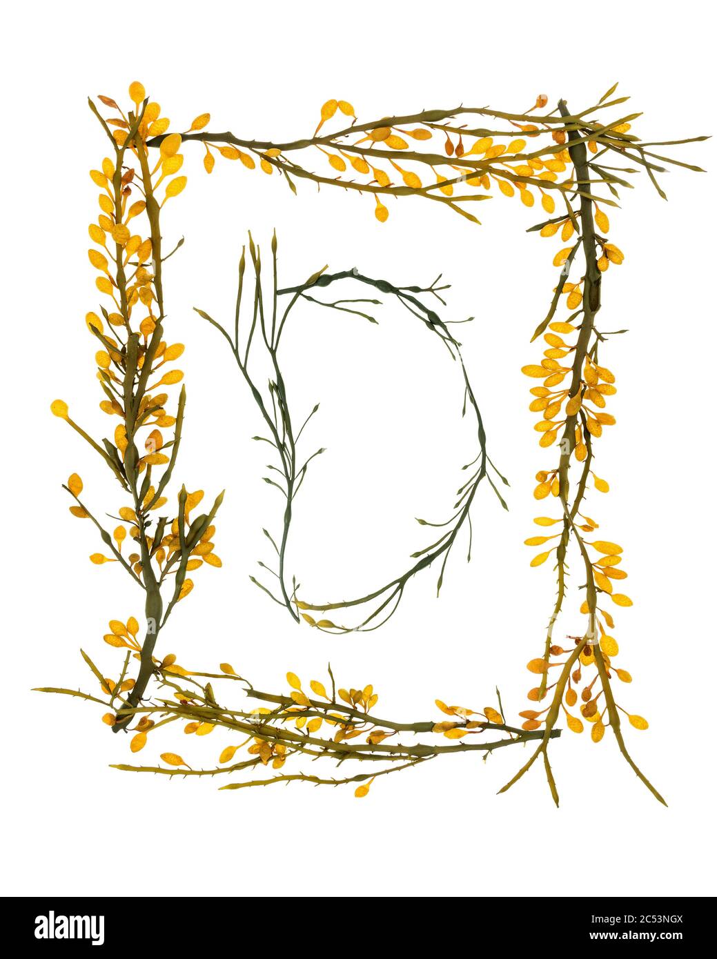 Lettere e confini si formarono con Rockweed (Ascophyllum nodosum) raccolti sulla riva del Mount Desert Island, Maine. I baccelli gialli sono dei concettacoli. Foto Stock