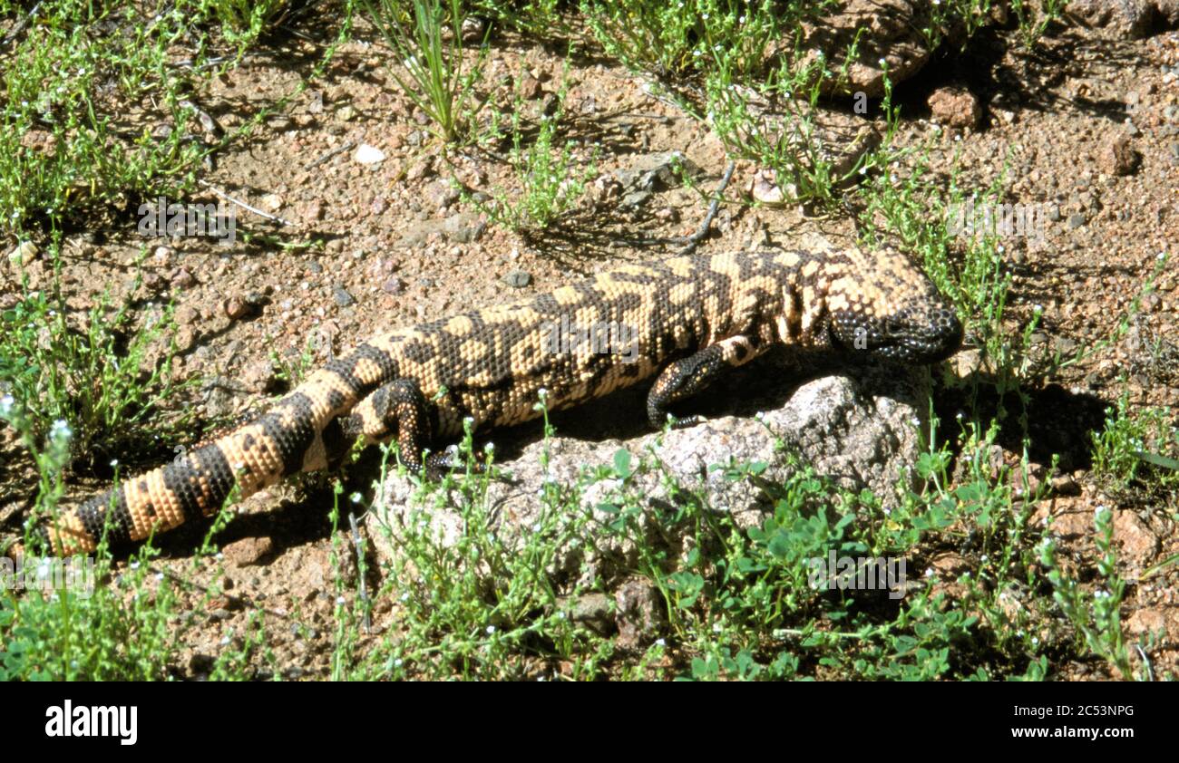 Mostro di Gila, montagne Mazatzal, Arizona Foto Stock