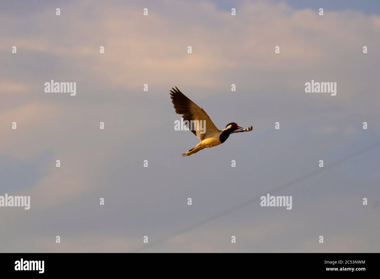 Lapping rosso-wattled in volo Foto Stock