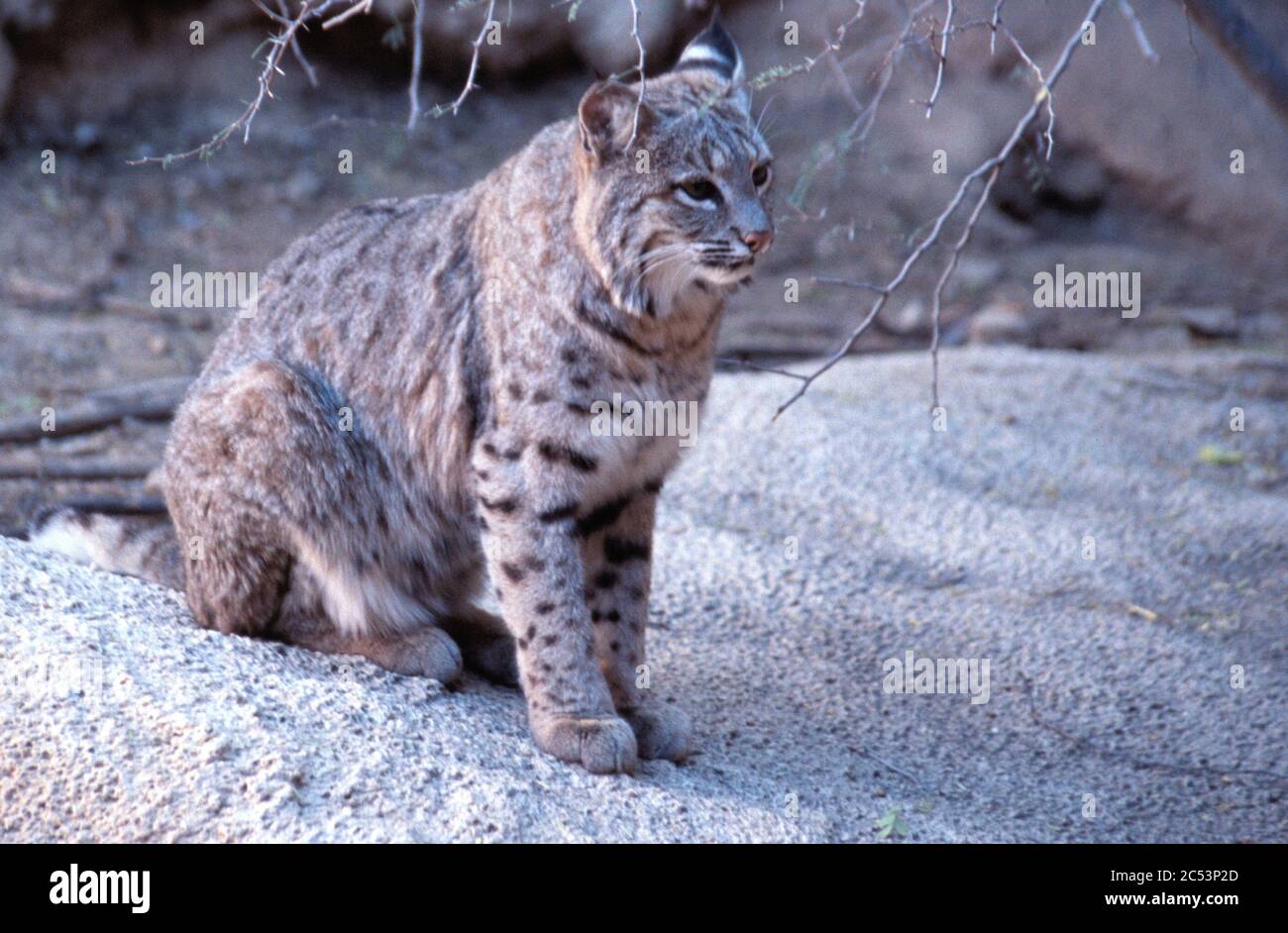 Bobcat, Arizona-sonora Desert Museum, Arizona Foto Stock