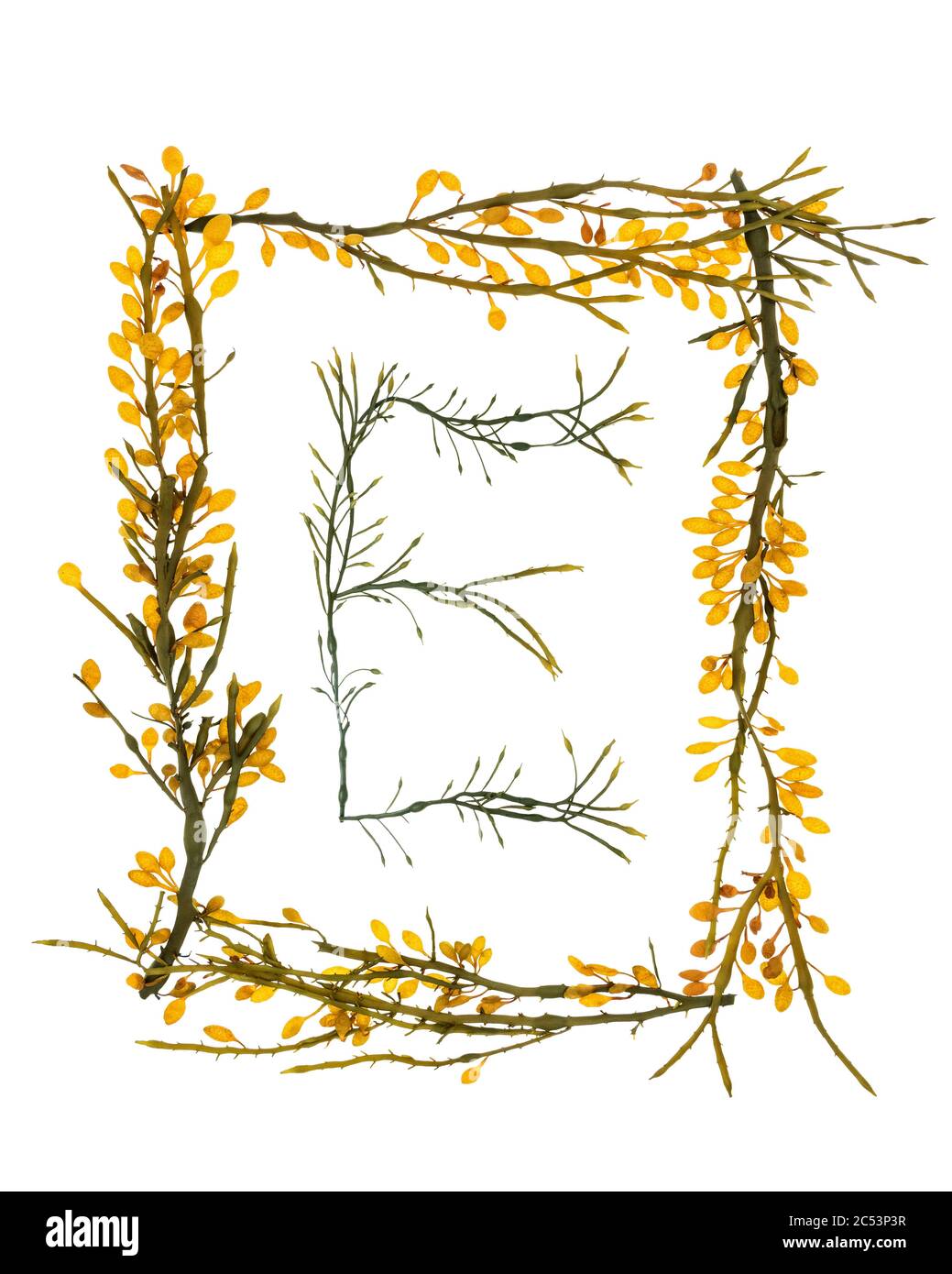 Lettere e confini si formarono con Rockweed (Ascophyllum nodosum) raccolti sulla riva del Mount Desert Island, Maine. I baccelli gialli sono dei concettacoli. Foto Stock