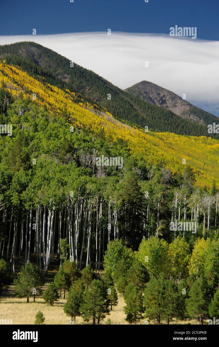 Lockett Meadow, San Francisco Peaks, Arizona Foto Stock