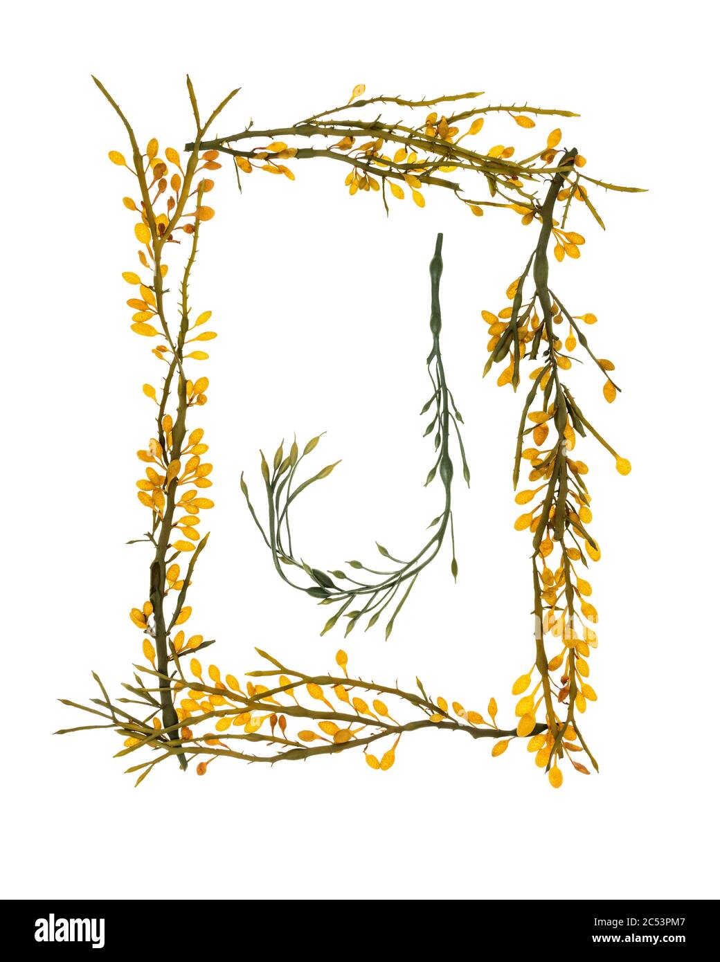 Lettere e confini si formarono con Rockweed (Ascophyllum nodosum) raccolti sulla riva del Mount Desert Island, Maine. I baccelli gialli sono dei concettacoli. Foto Stock