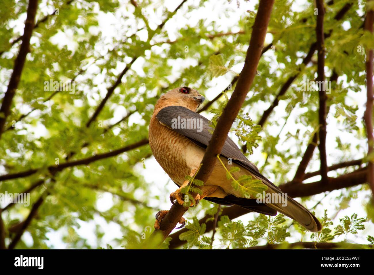 Shikra (Accipiter badius) Foto Stock
