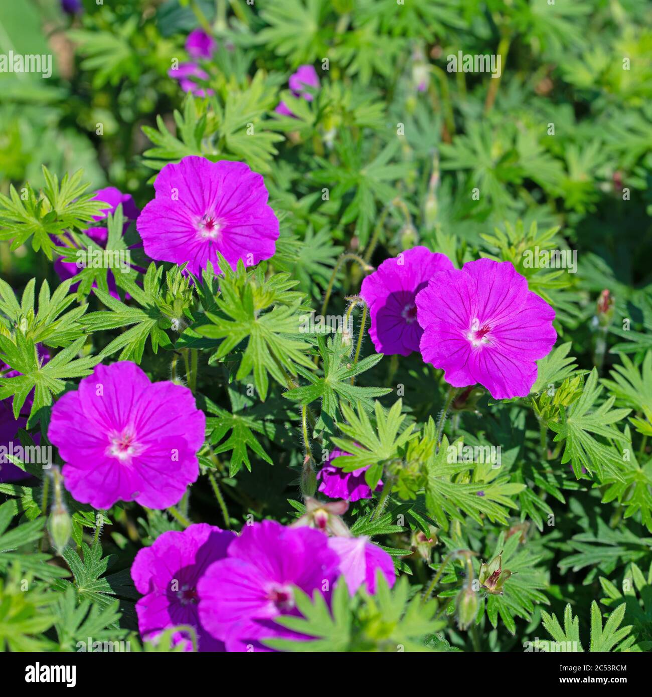 Fioritura della cranesbill, Geranium magnificum, in primavera Foto Stock