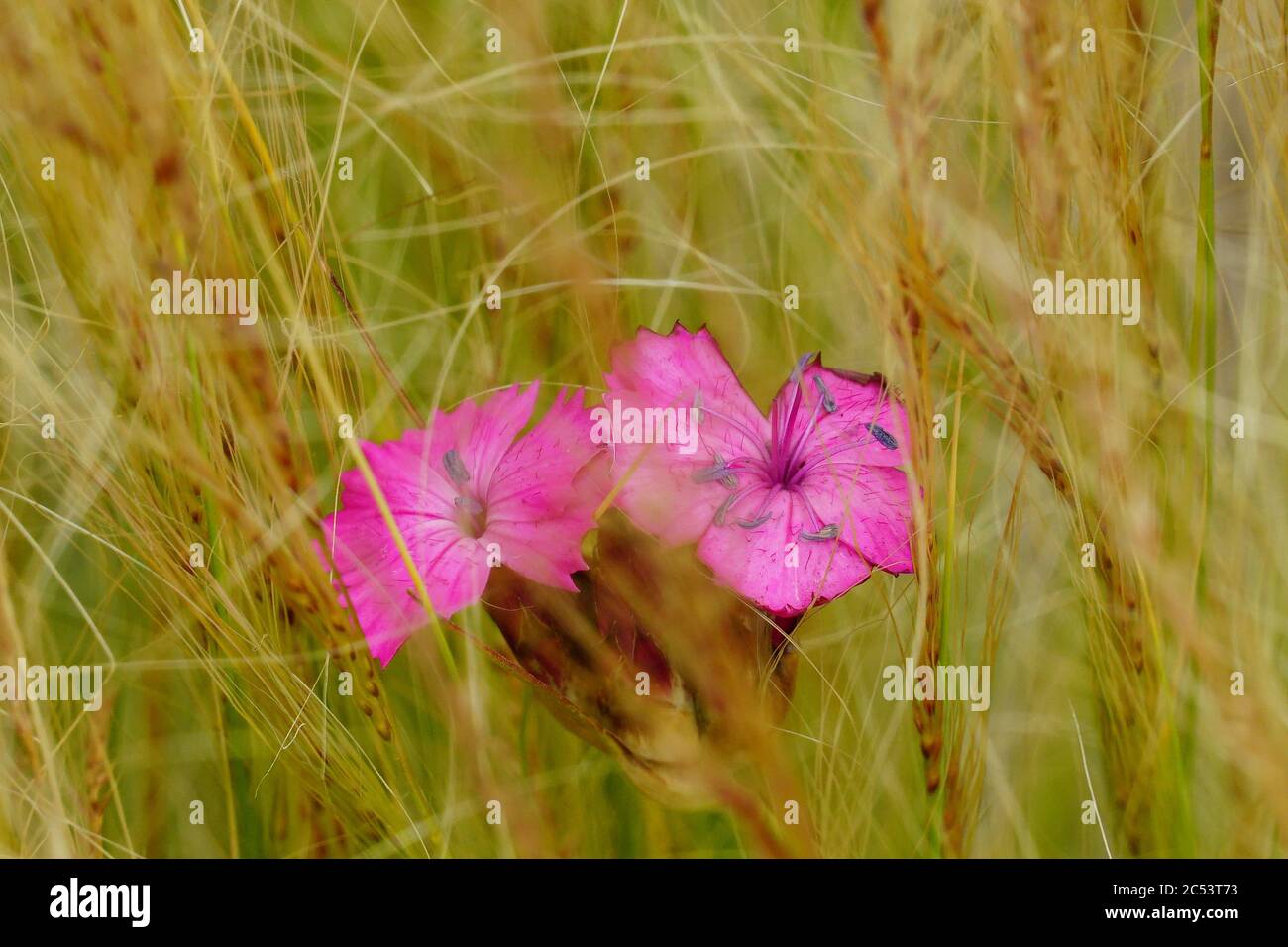 due teste di fiore in mezzo all'erba Foto Stock