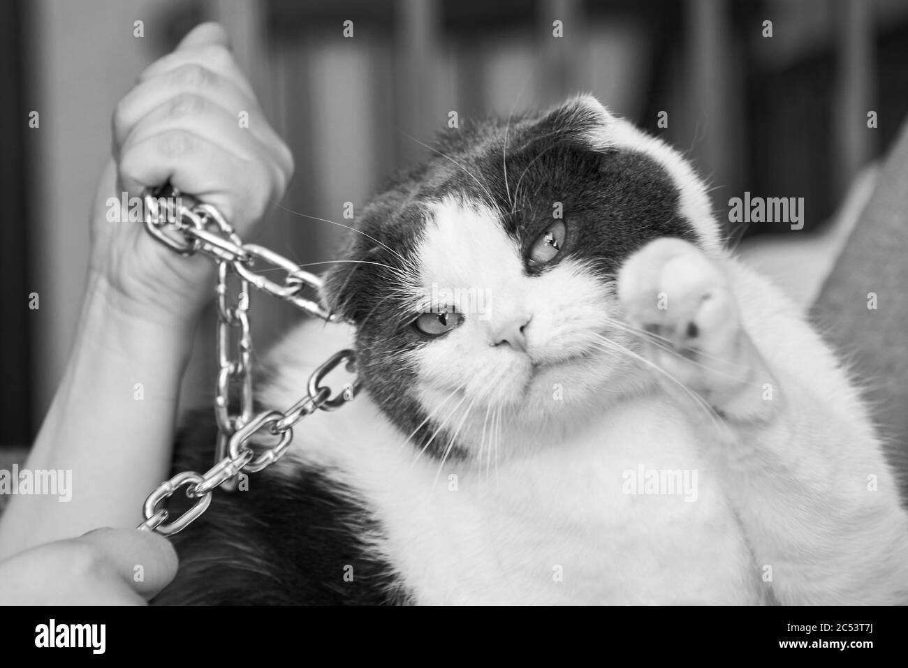 Violenza contro gli animali domestici, il proprietario mantiene il suo gatto sulla catena Foto Stock