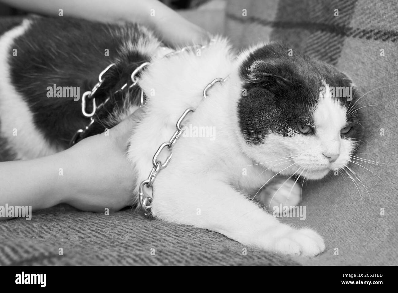 Violenza contro gli animali domestici, il proprietario mantiene il suo gatto sulla catena Foto Stock