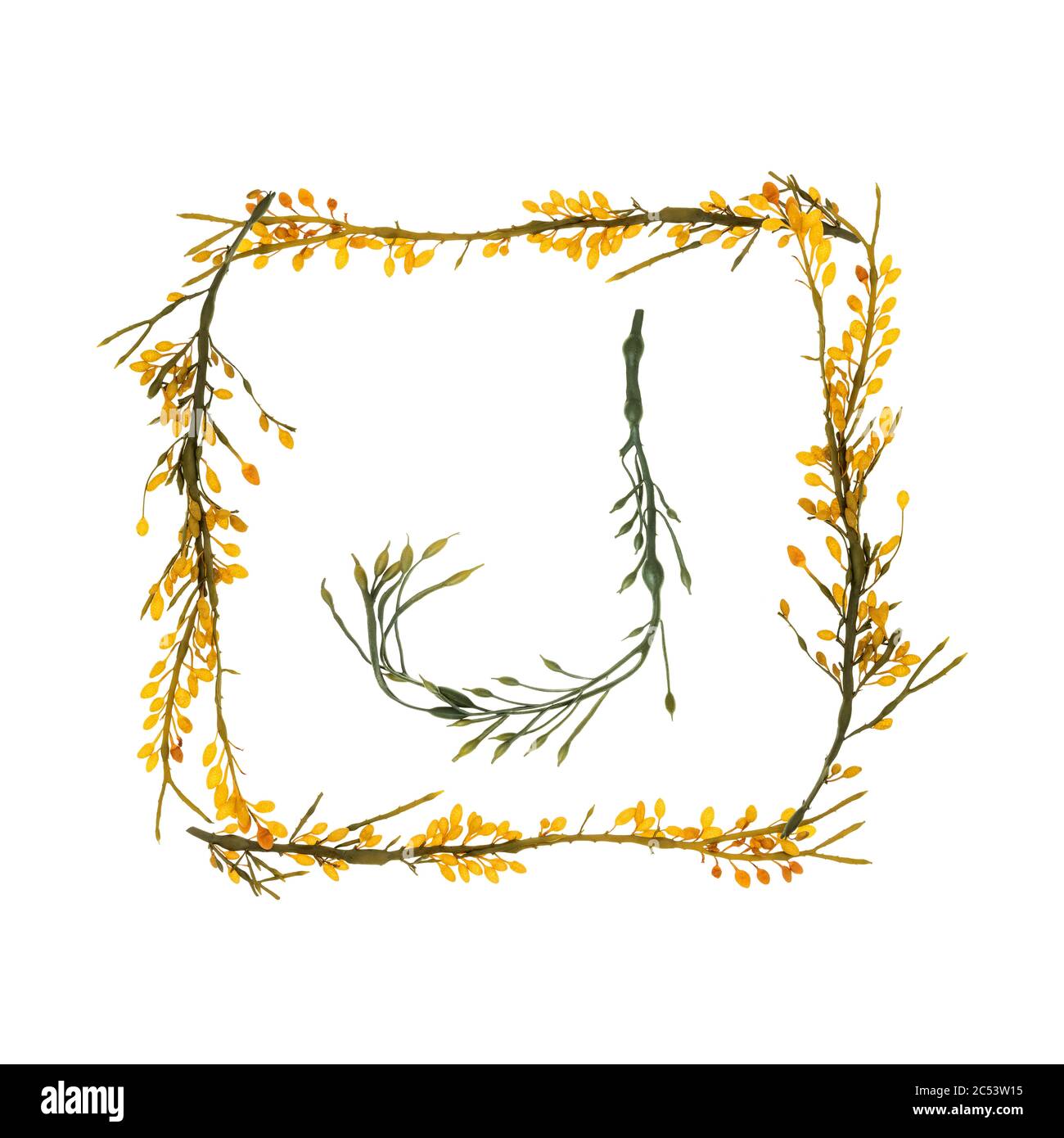 Lettere e confini si formarono con Rockweed (Ascophyllum nodosum) raccolti sulla riva del Mount Desert Island, Maine. I baccelli gialli sono dei concettacoli. Foto Stock