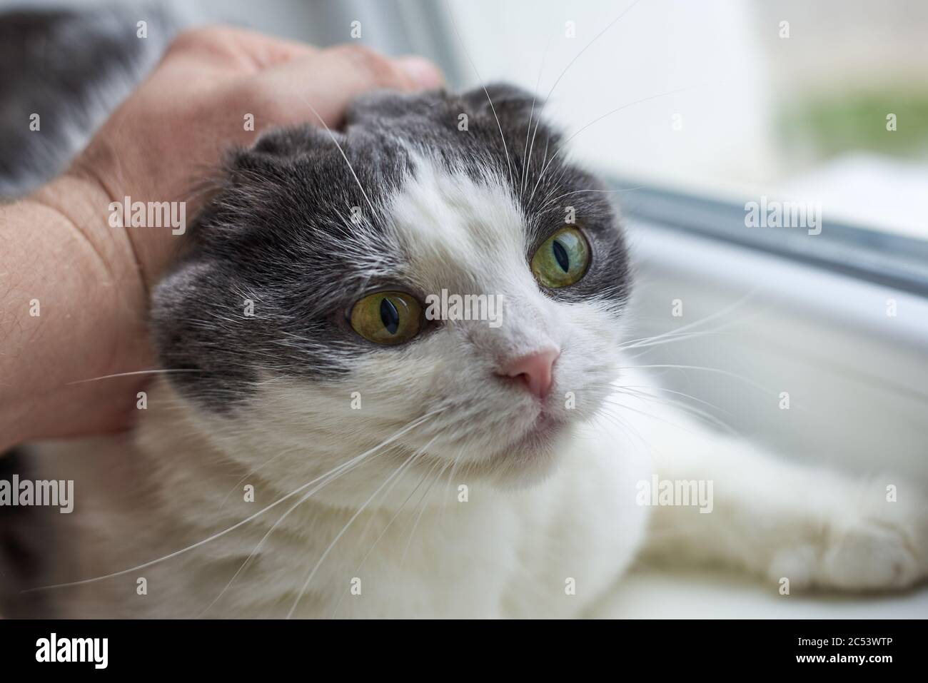 Il proprietario tiene il gatto dalla scruff del collo. Punizione di un animale domestico. Primo piano Foto Stock