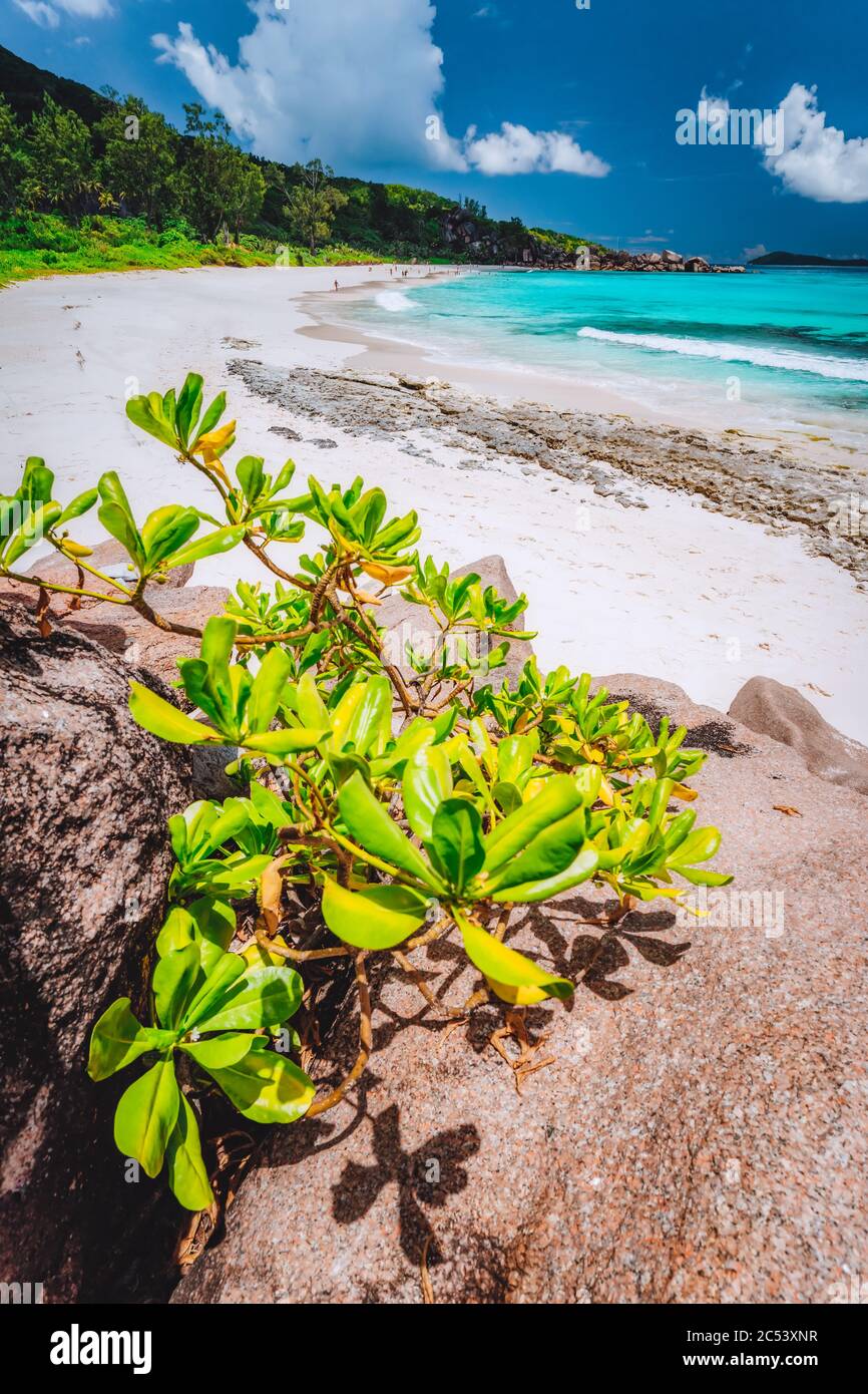 Spiaggia tropicale al La Digue Island, Seychelles. Una lussureggiante vegetazione sulla sabbia bianca Paradise Beach. Il turchese laguna blu e unica roccia di granito forma Foto Stock