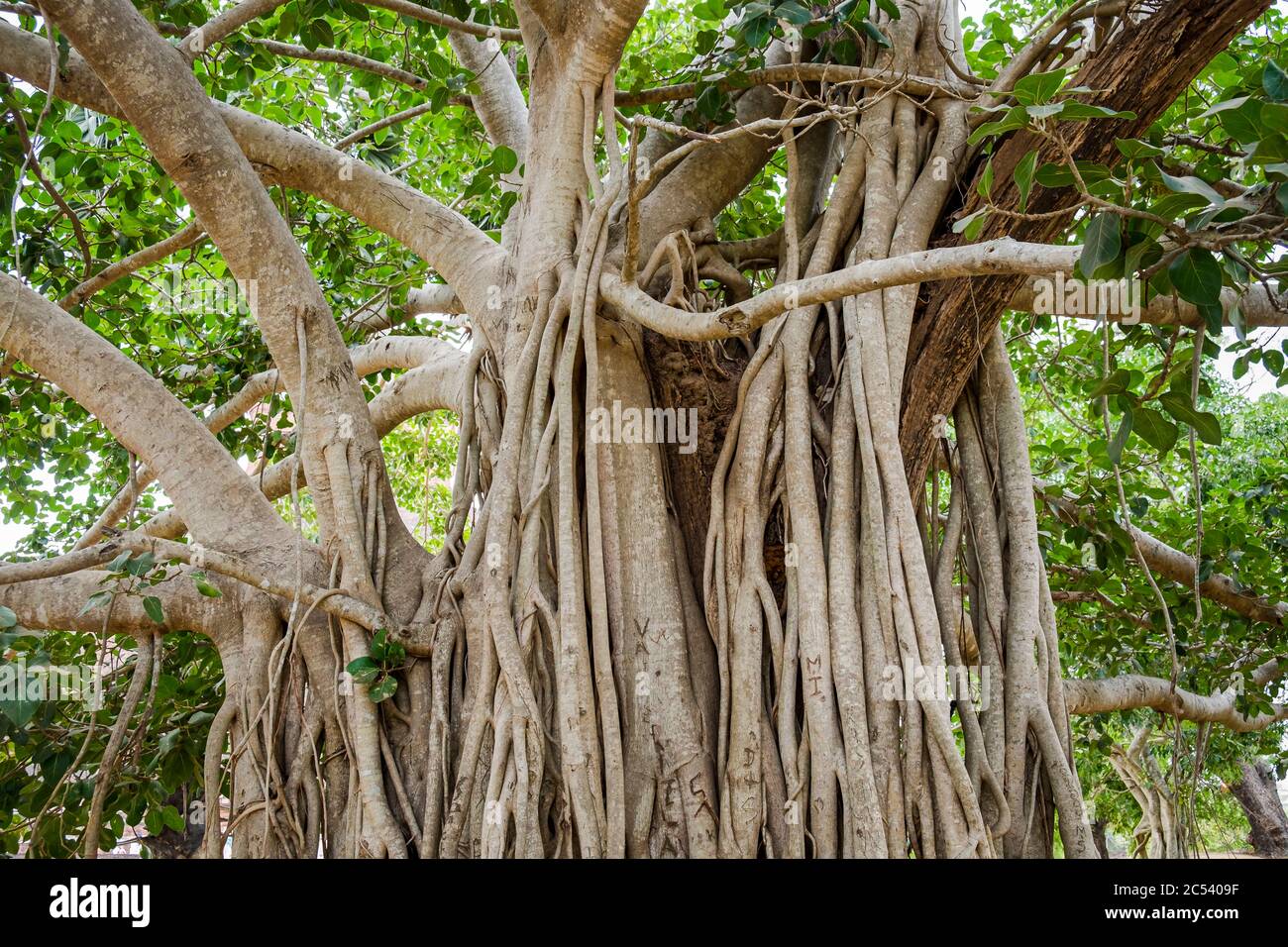 Grande albero con radici aeree sulla roccia di Sigiriya, Sri Lanka Foto Stock