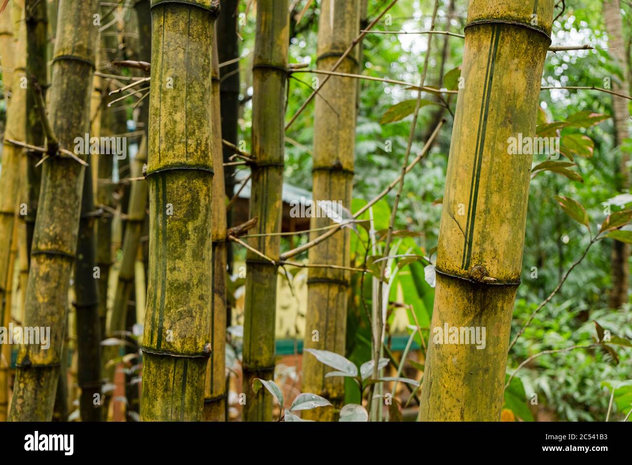 Gambi di bambù, escursione ad un giardino delle spezie in Sri Lanka Foto Stock