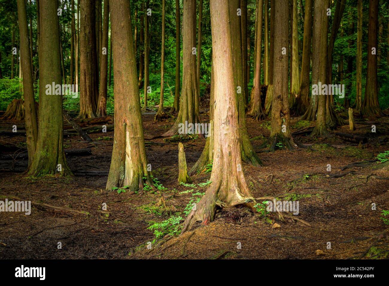 Seconda foresta di crescita con poche piante a piano terra, a causa del traffico a piedi, Lynn Valley, North Vancouver, British Columbia, Canada Foto Stock
