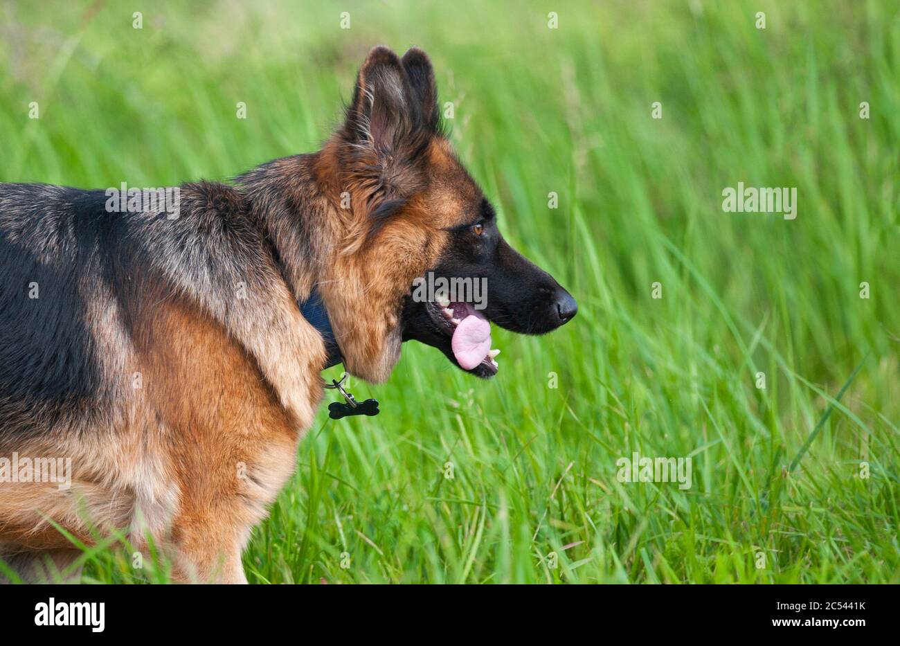 Cane da pastore tedesco nei campi. Guardia k-9 cane Foto Stock