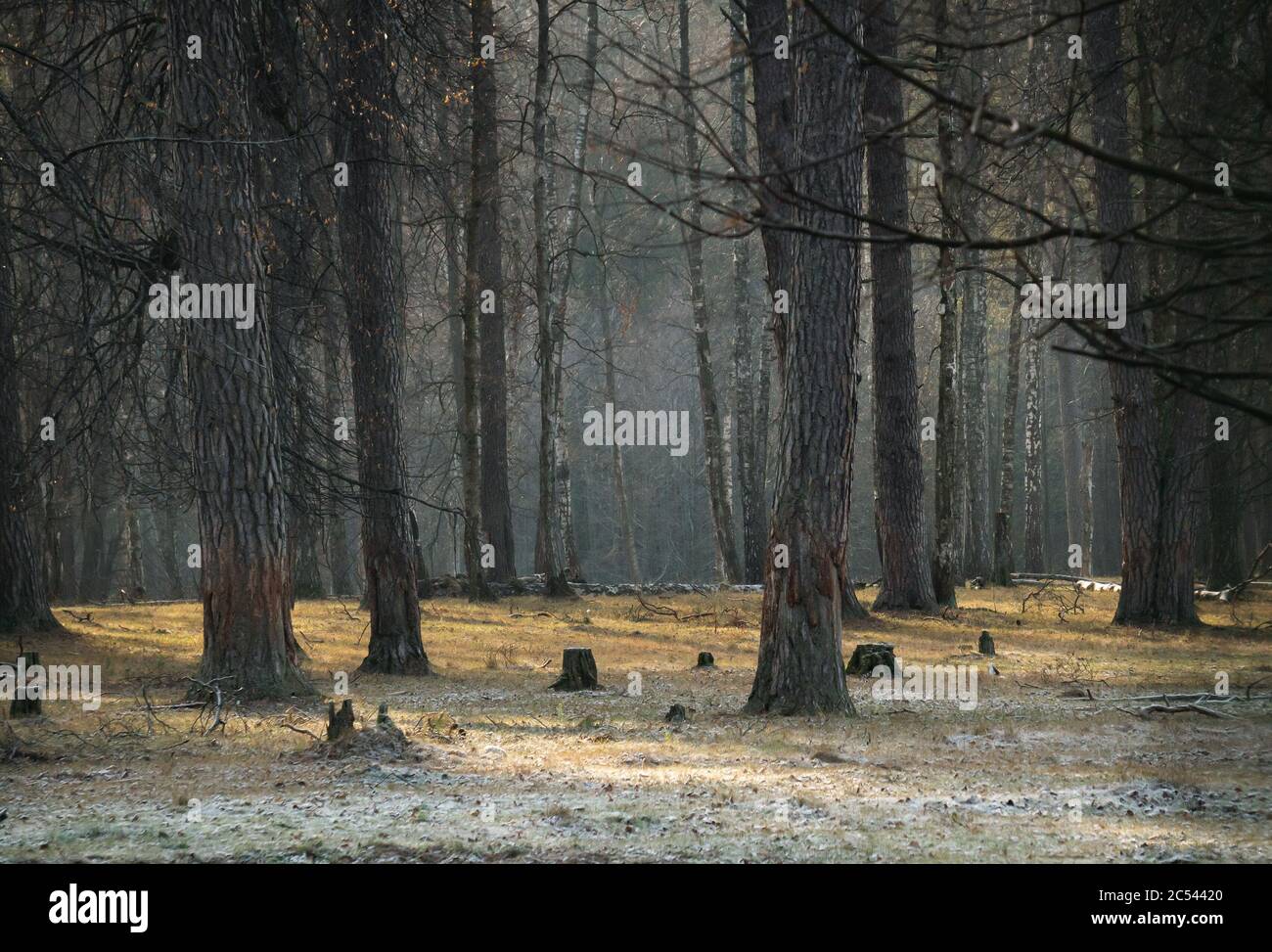 Sfondo della foresta all'inizio dell'inverno. Selvatico foresta congelata. Alberi e campi. Inverno senza neve, concetto di cambiamento climatico Foto Stock