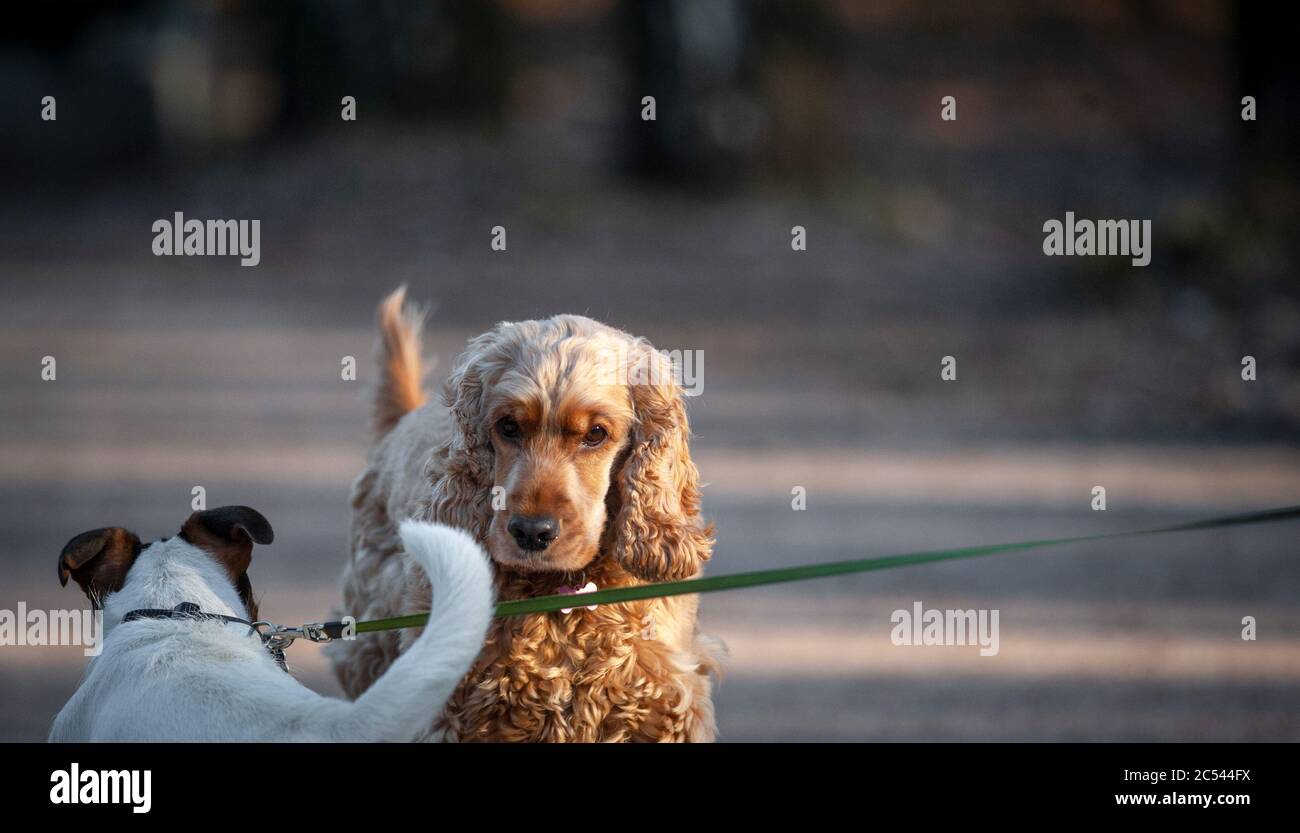 Concetto: Due cani che comunicano su una passeggiata Foto Stock