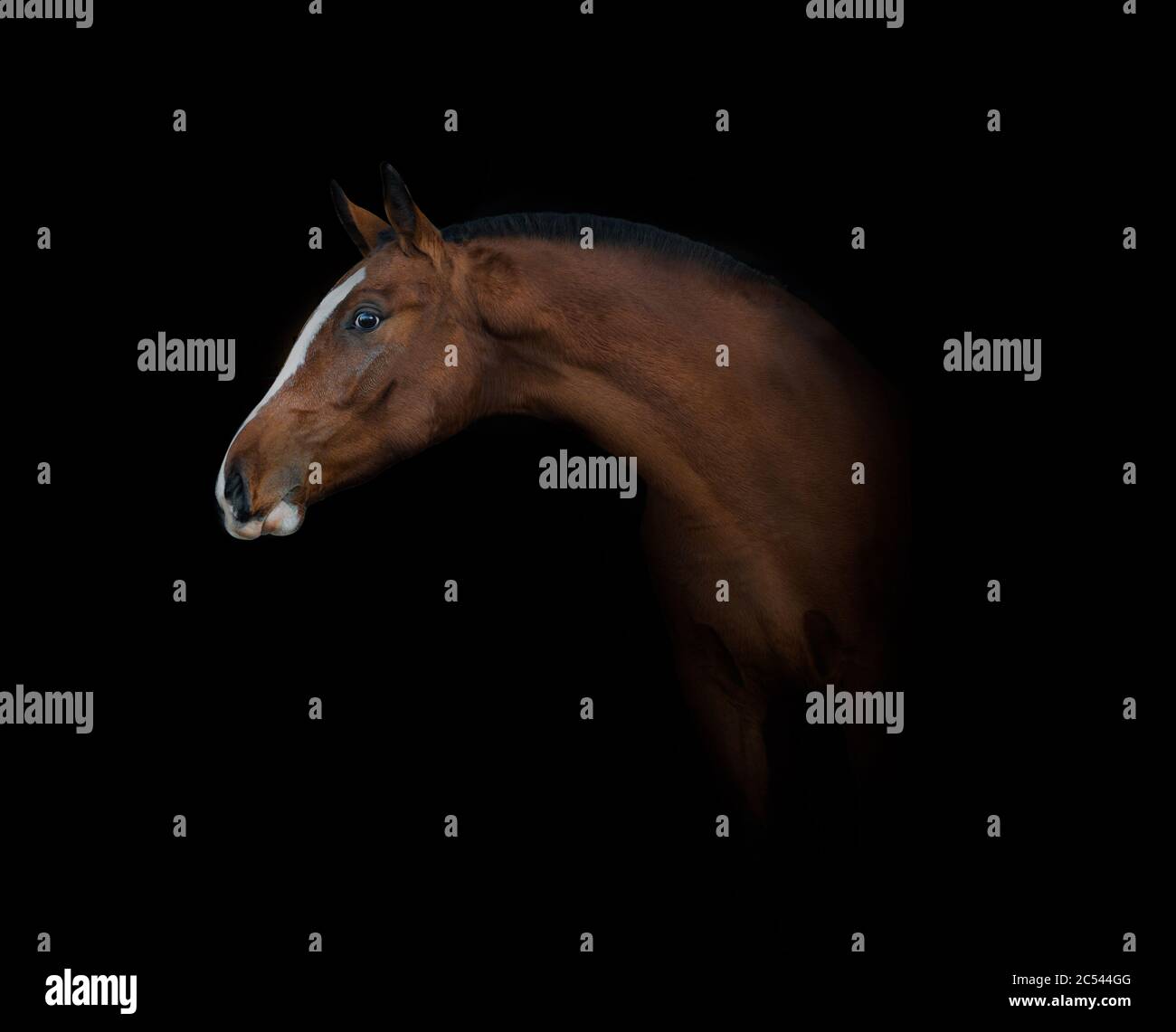 Bella sella baia giovane cavallo ritratto Foto Stock