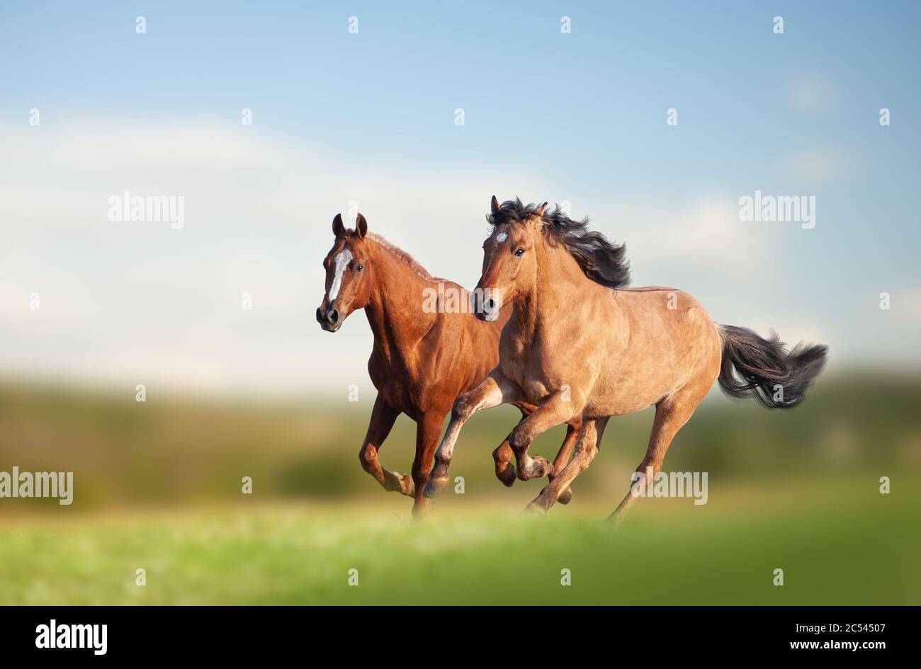 Cavalli selvatici che corrono in campo in estate Foto Stock