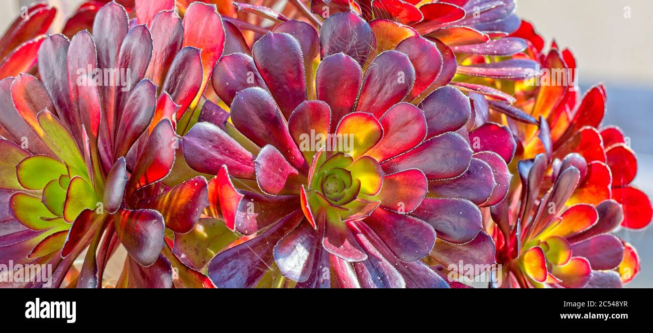 Aeonium "Zwartkop" all'inizio della primavera, Cornovaglia, Inghilterra, Regno Unito. Foto Stock