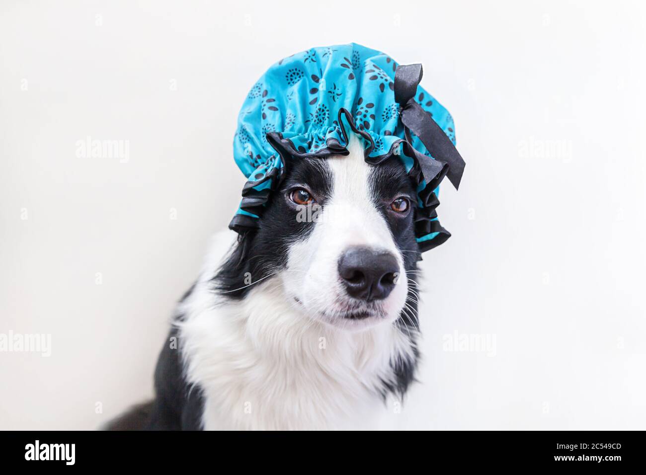 Divertente ritratto studio di cute cucciolo cane bordo collie indossare cuffia doccia isolato su sfondo bianco. Carino cane pronto per il lavaggio in bagno. Trattamenti spa nel salone di cura Foto Stock