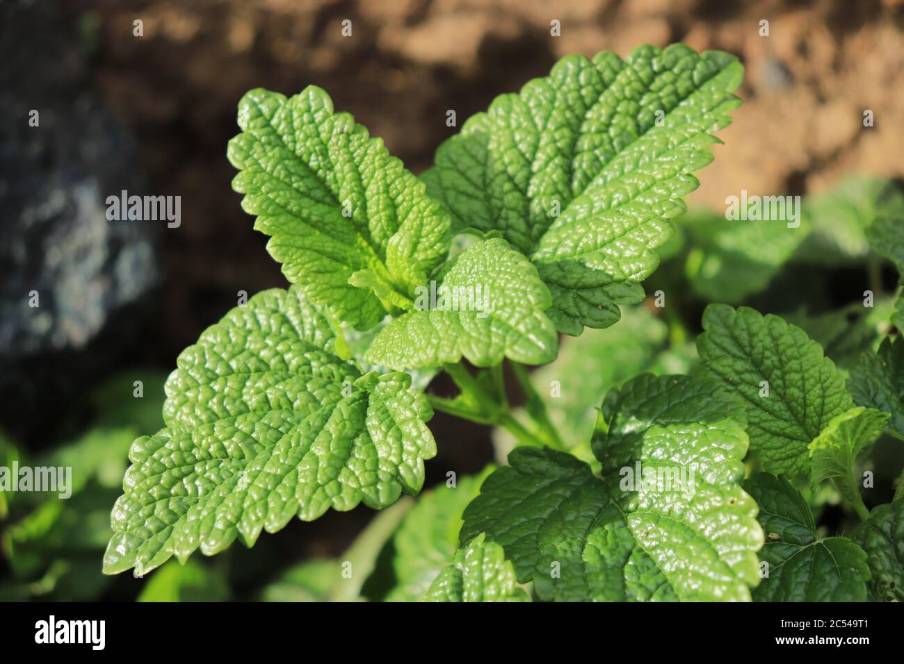 Verde foglie sane della pianta medicinale balsamo di limone che cresce in giardino e lo sfondo sfocato del resto della foto Foto Stock