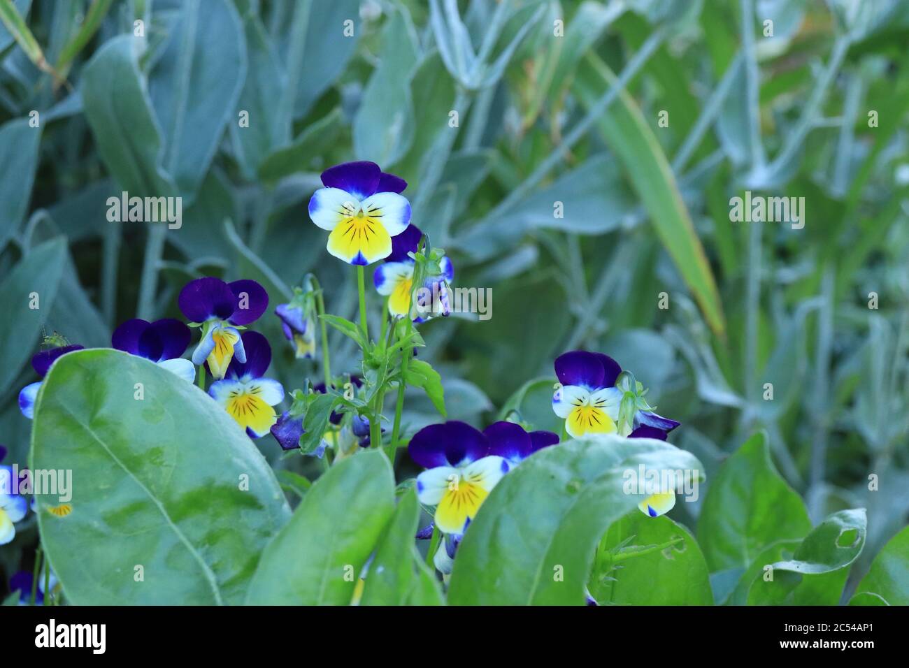 Primo piano di viola in giardino Foto Stock