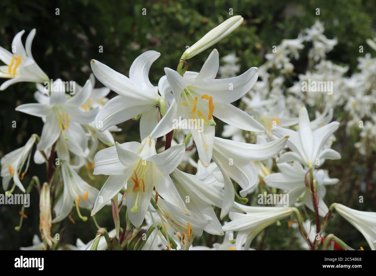I gigli bianchi fioriti nel giardino Foto Stock