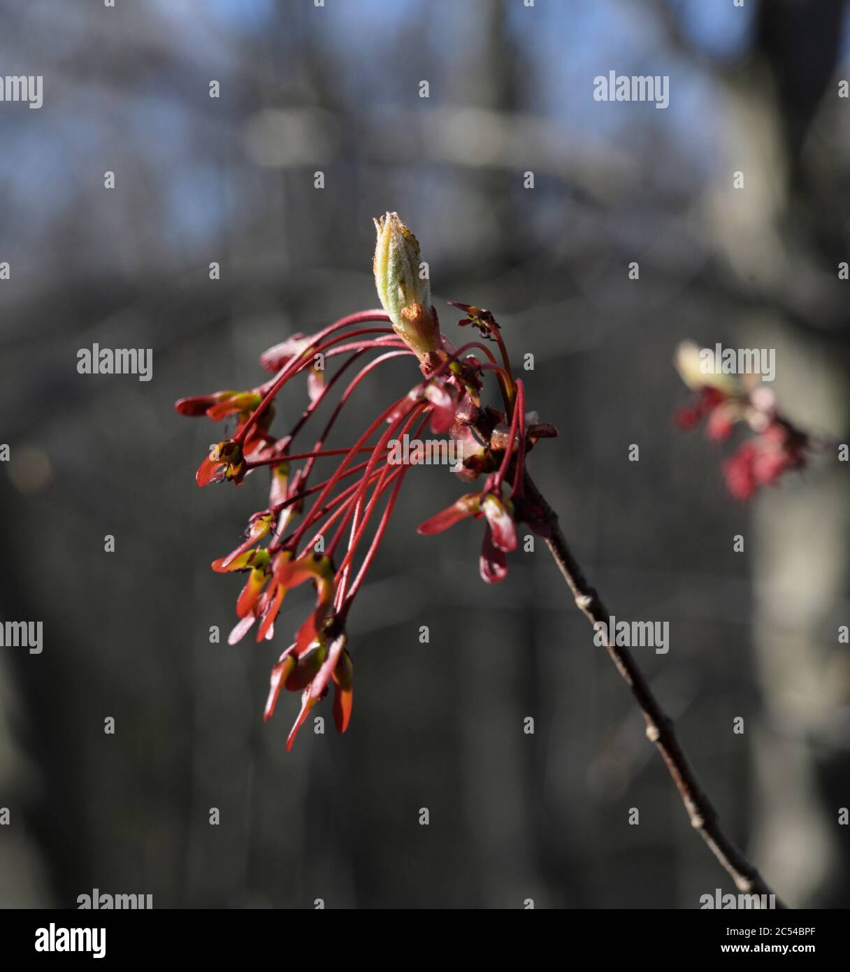 Acero rosso in primavera Foto Stock
