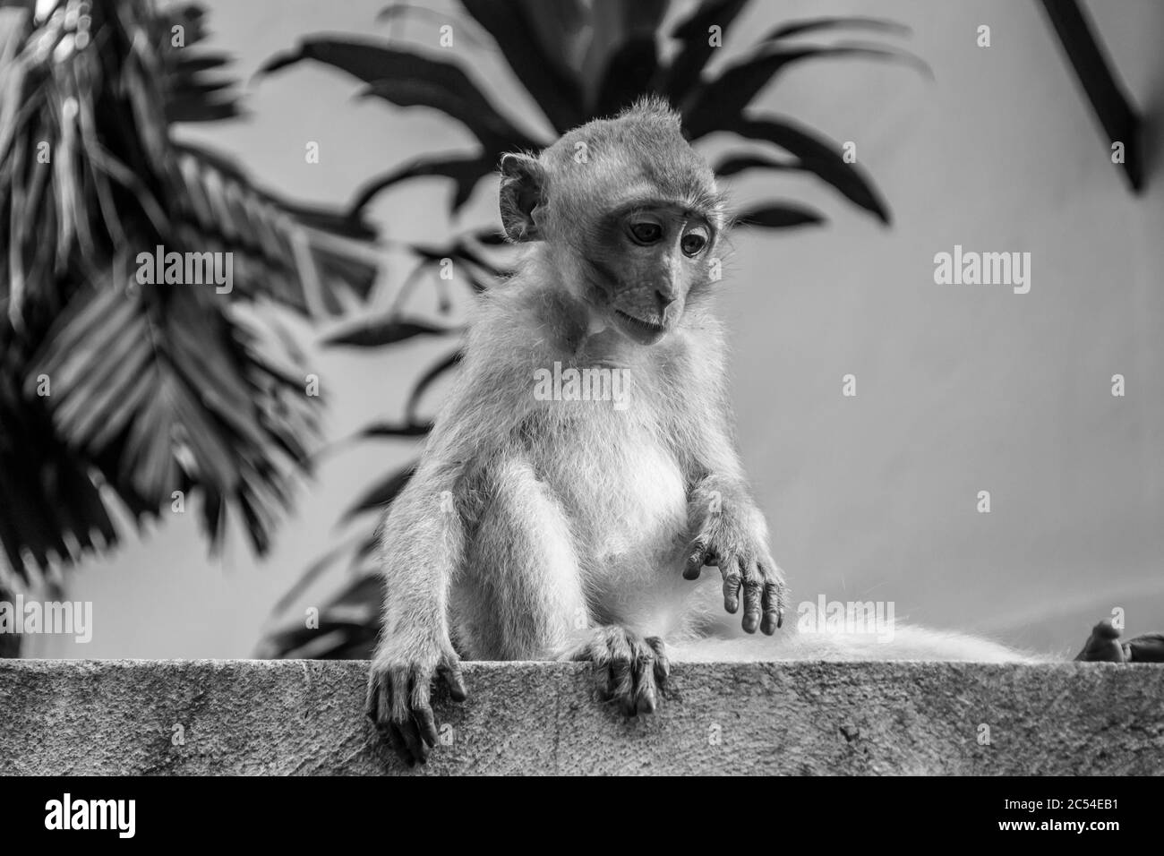 Foto in bianco e nero di una scimmia macaca a Railay, Krabi, Thailandia Foto Stock