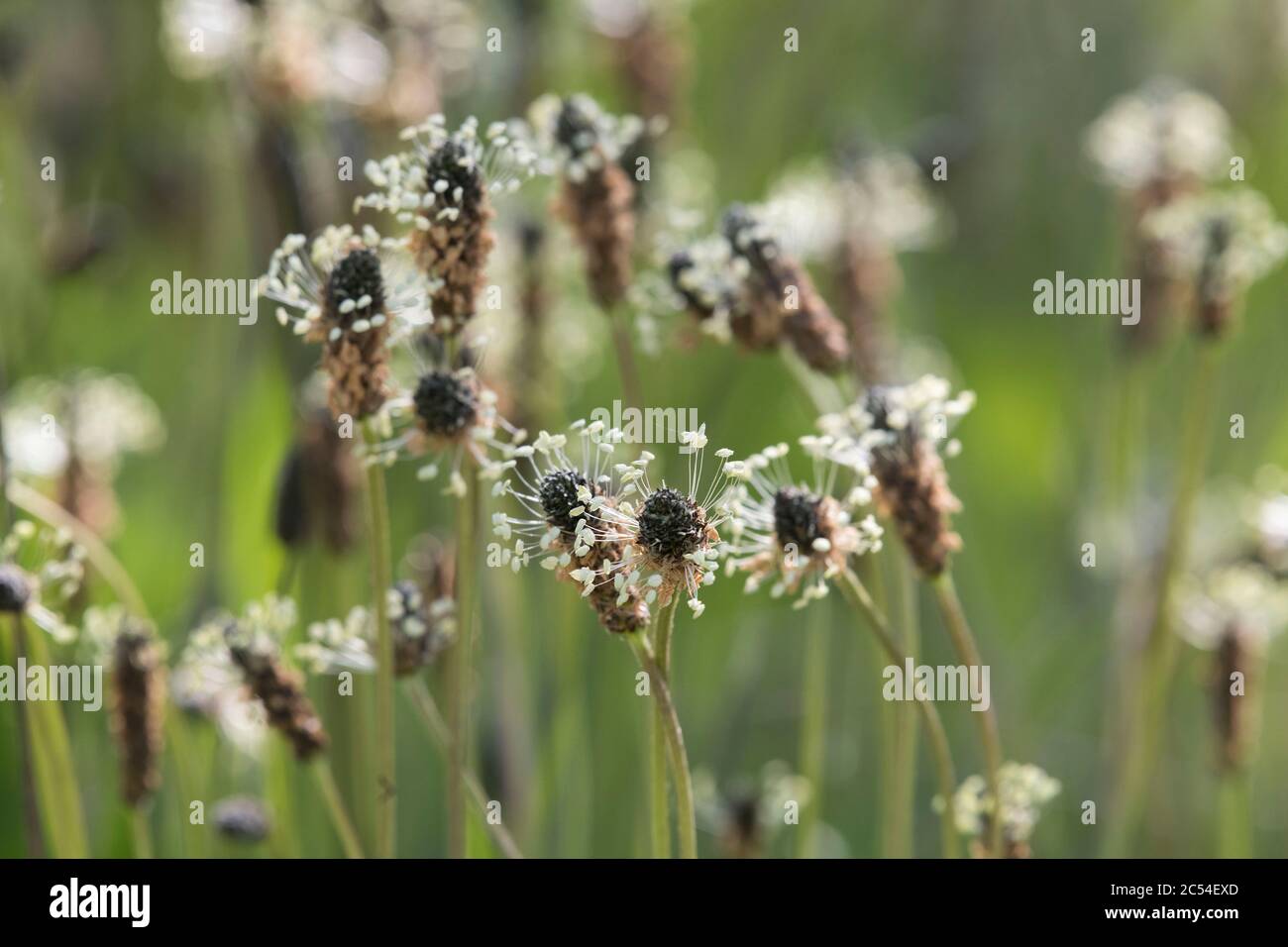 Le balenottiere bianche e le corollas brune della piantana di Ribwort (Plantago Lanceolata), anche note come Leechwort o Klops Foto Stock