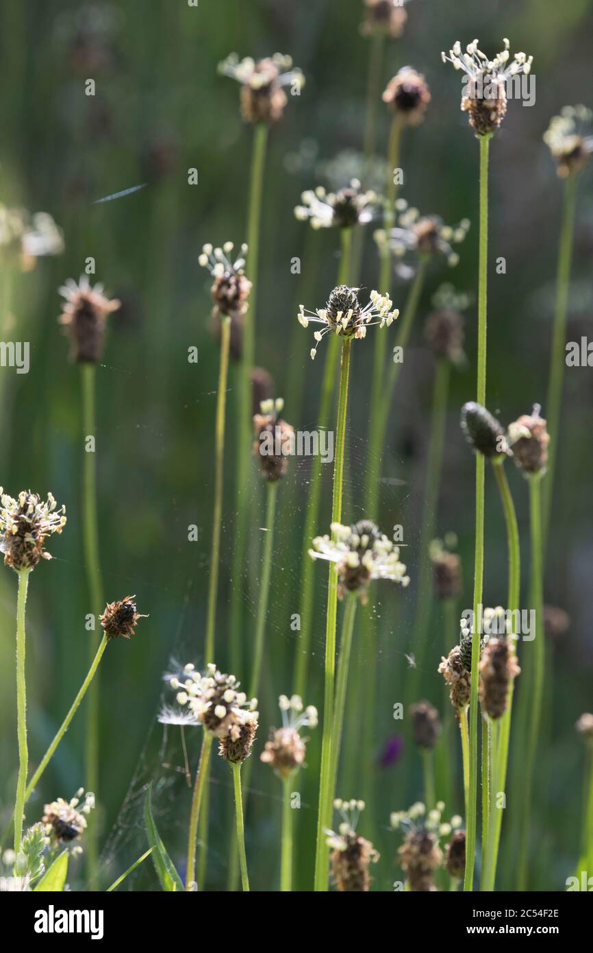 Ribwort Plantain (Plantago Lanceolata), conosciuto anche come Buckhorn o Ribbgrass Foto Stock