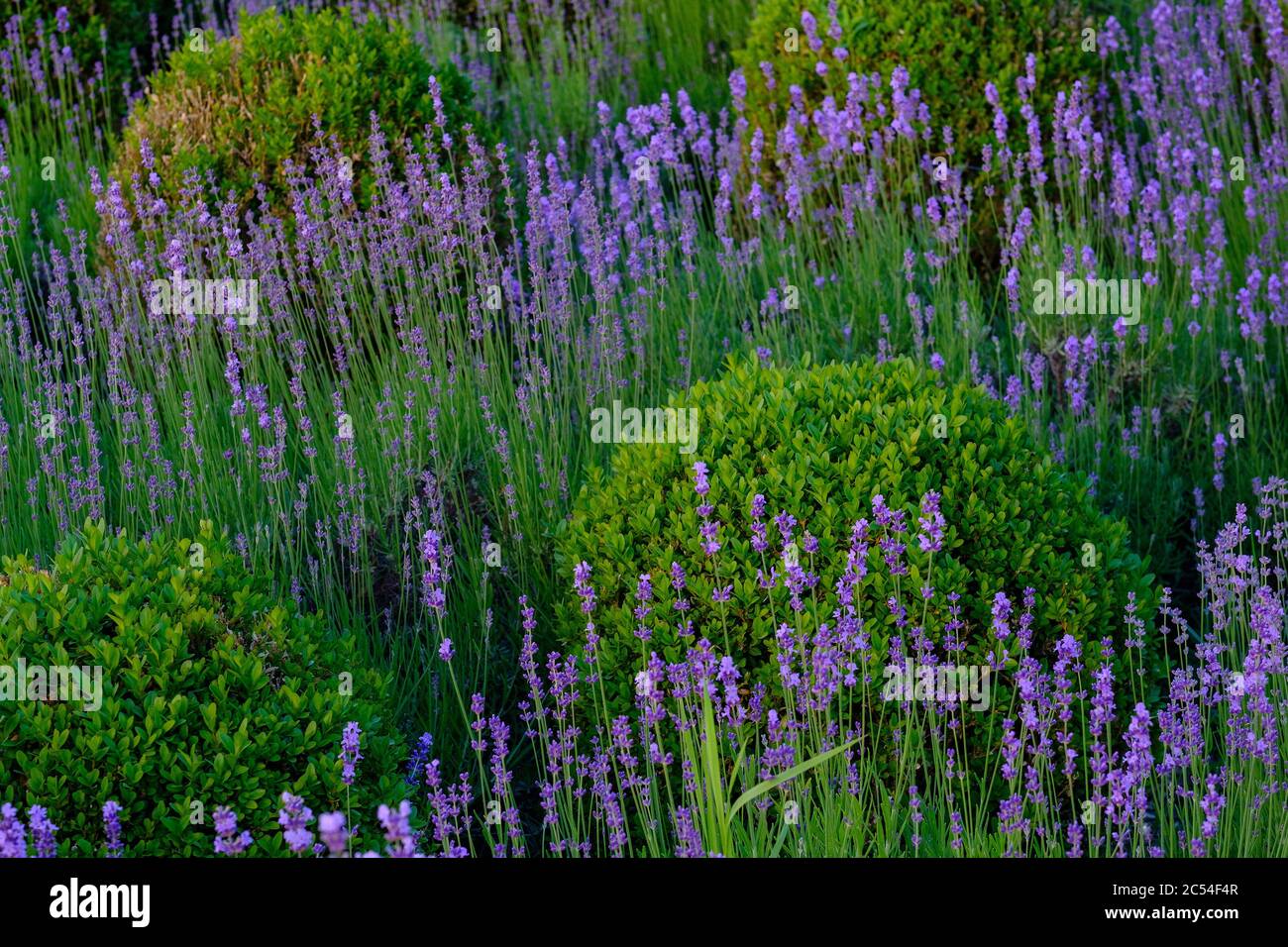 Foto closeup di fiori di lavanda con cespugli buxus all'aperto in un giorno d'estate Foto Stock