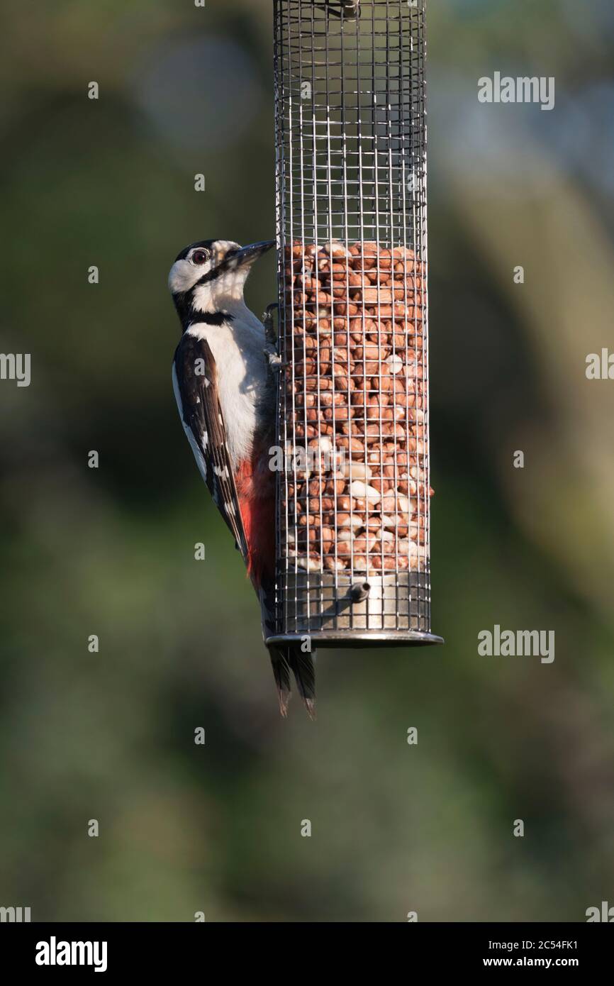 Un Picchio femmina adulto grande punteggiato, o pied, (Dendrocopos maggiore) aggrappato ad un alimentatore di uccello di giardino e che alimenta sulle arachidi Foto Stock