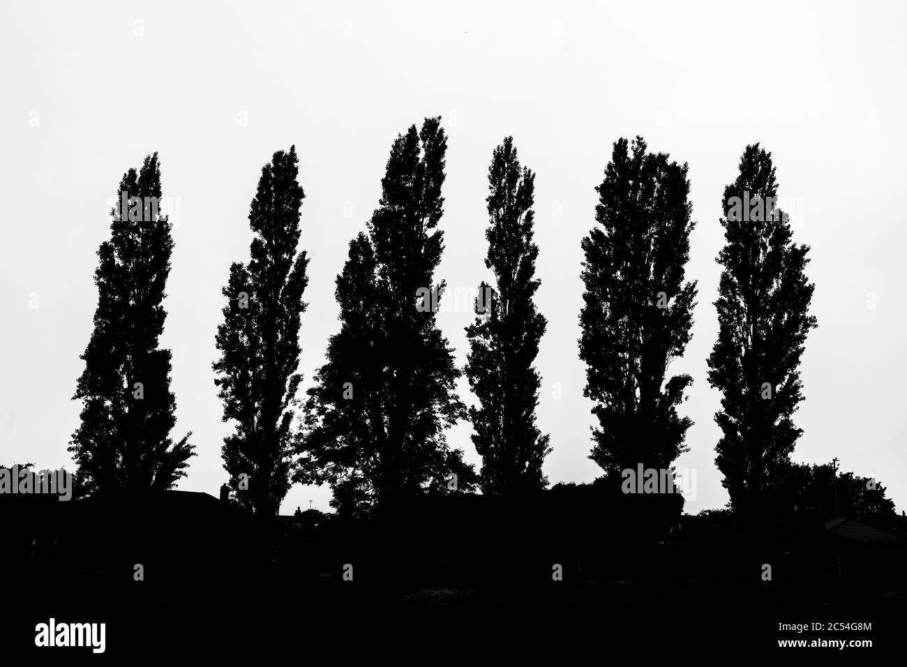 Vista sui pochi alberi dietro la mia casa Foto Stock