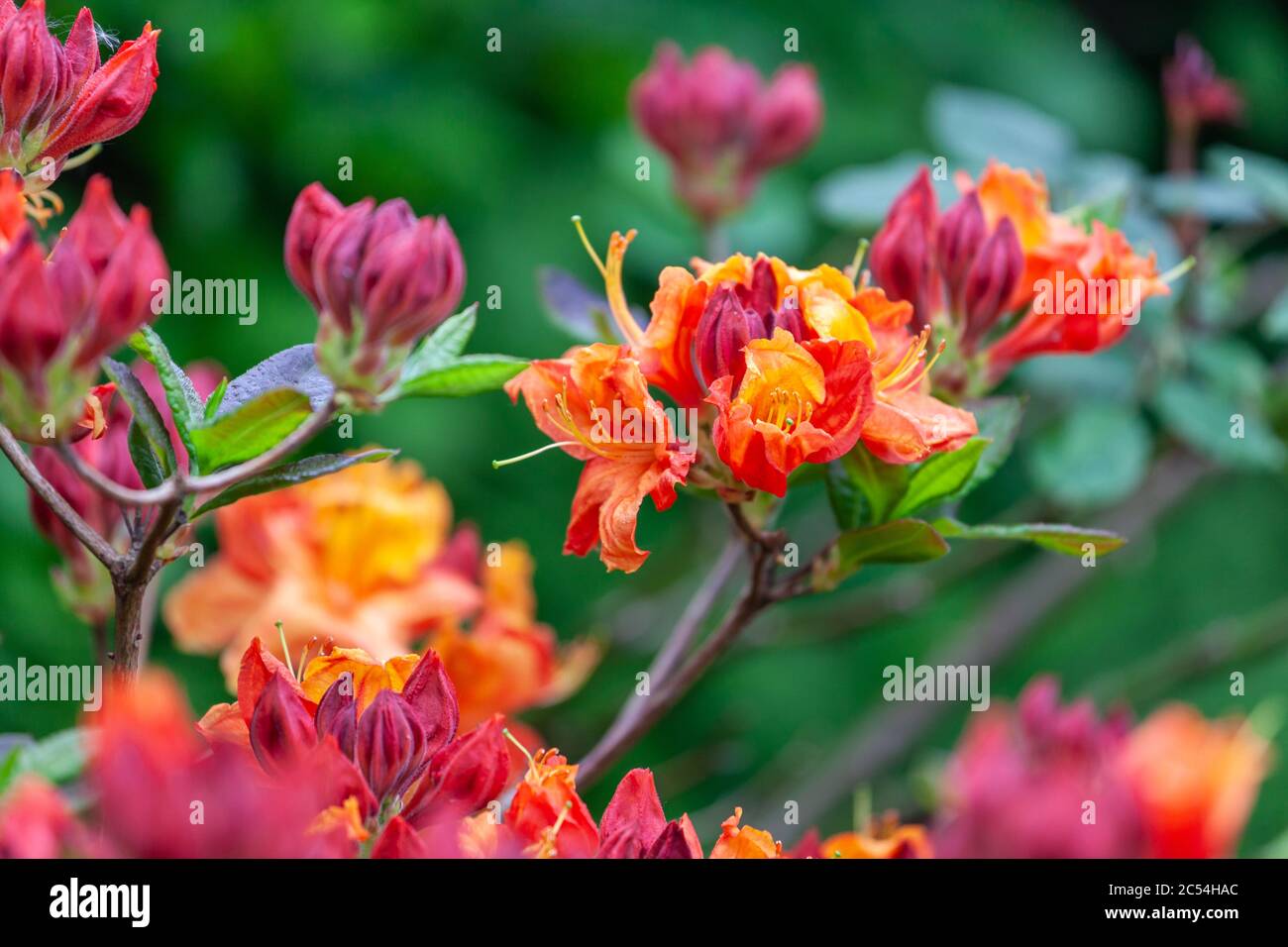 Azalea arancio fiori nel giardino in primavera Foto Stock