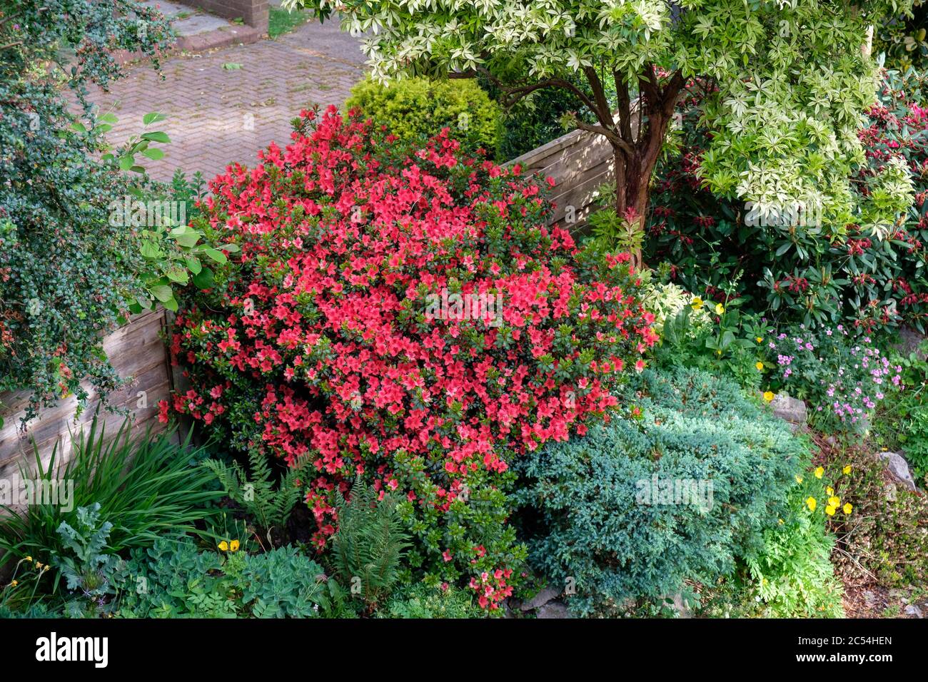 Vista aerea della macchia azzalea rossa in fiore nel giardino britannico in primavera Foto Stock