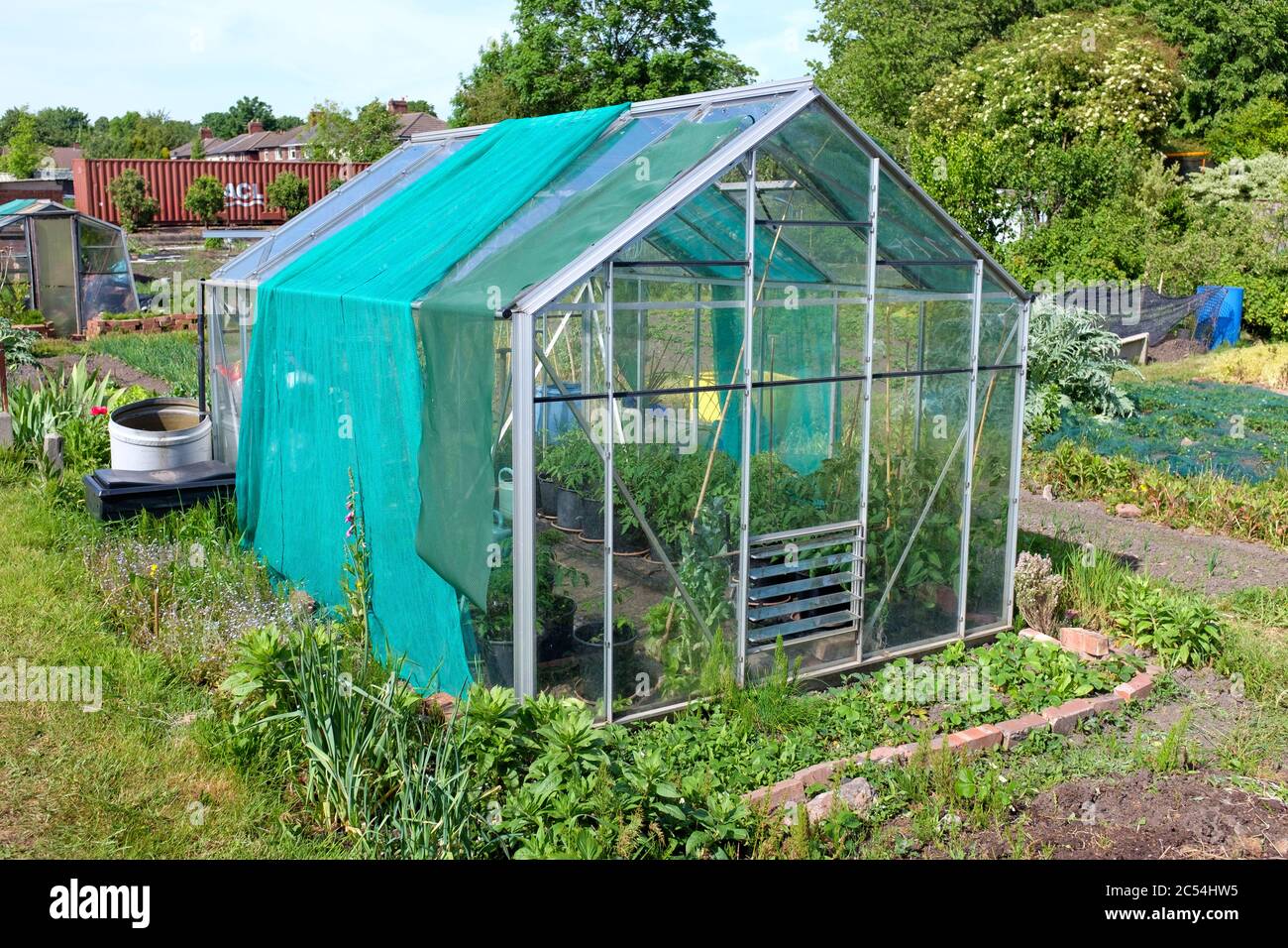 Serra contenente giovani piante di pomodoro in pentole su un'assegnazione britannica in primavera Foto Stock