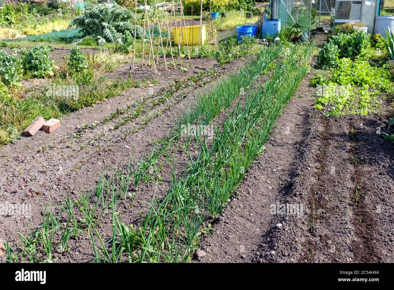 Cipolle e scalogni che crescono in primavera con l'assegnazione del Regno Unito Foto Stock
