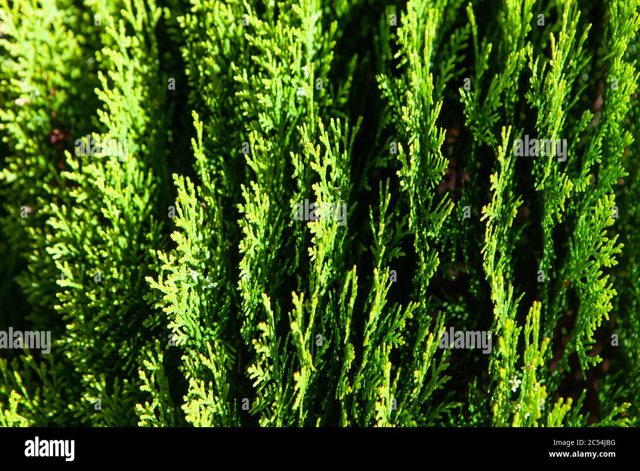 Primo piano di conifere che crescono in giardino nel Regno Unito in primavera Foto Stock