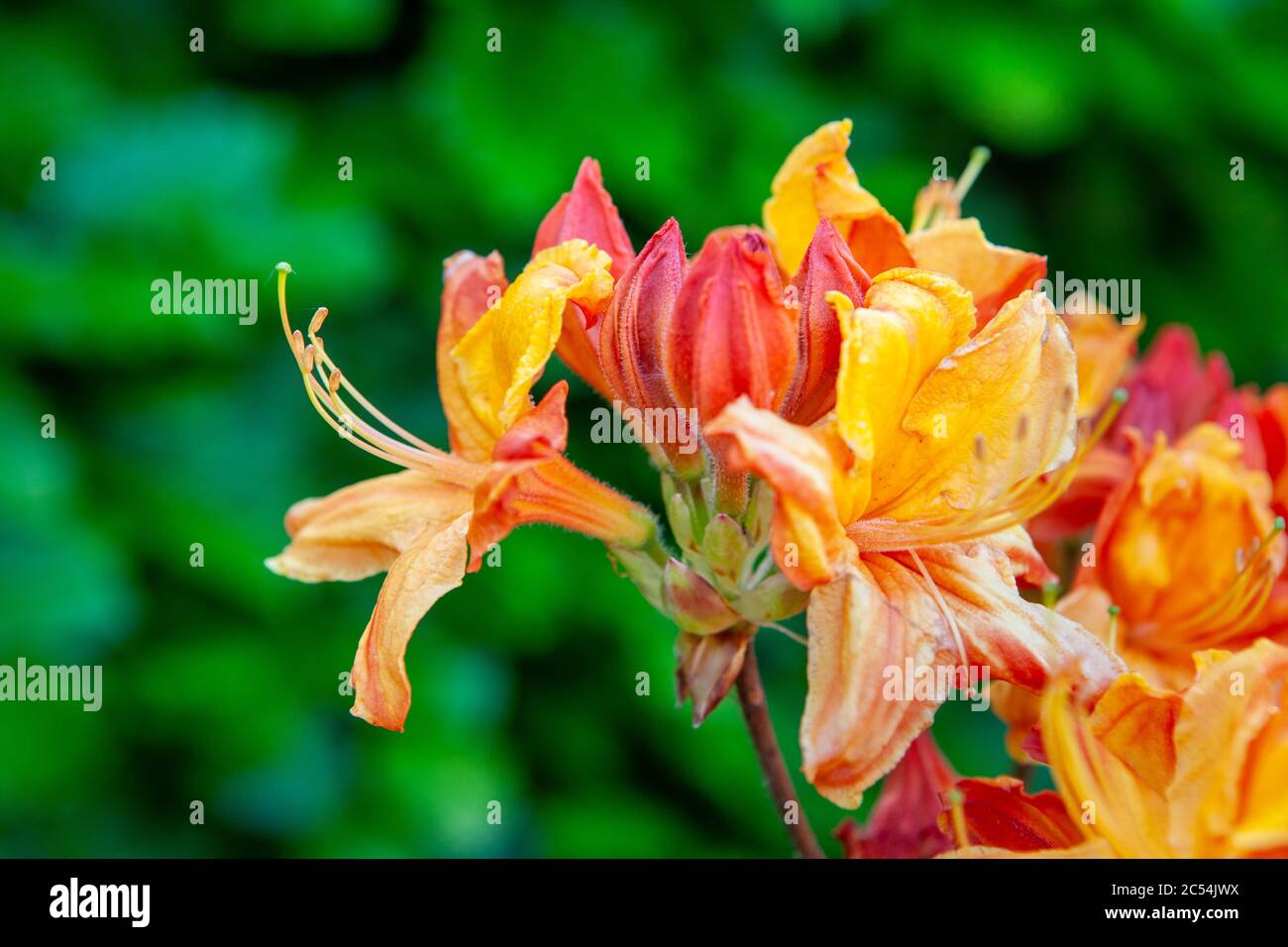 Azalea arancio fiori nel giardino in primavera Foto Stock