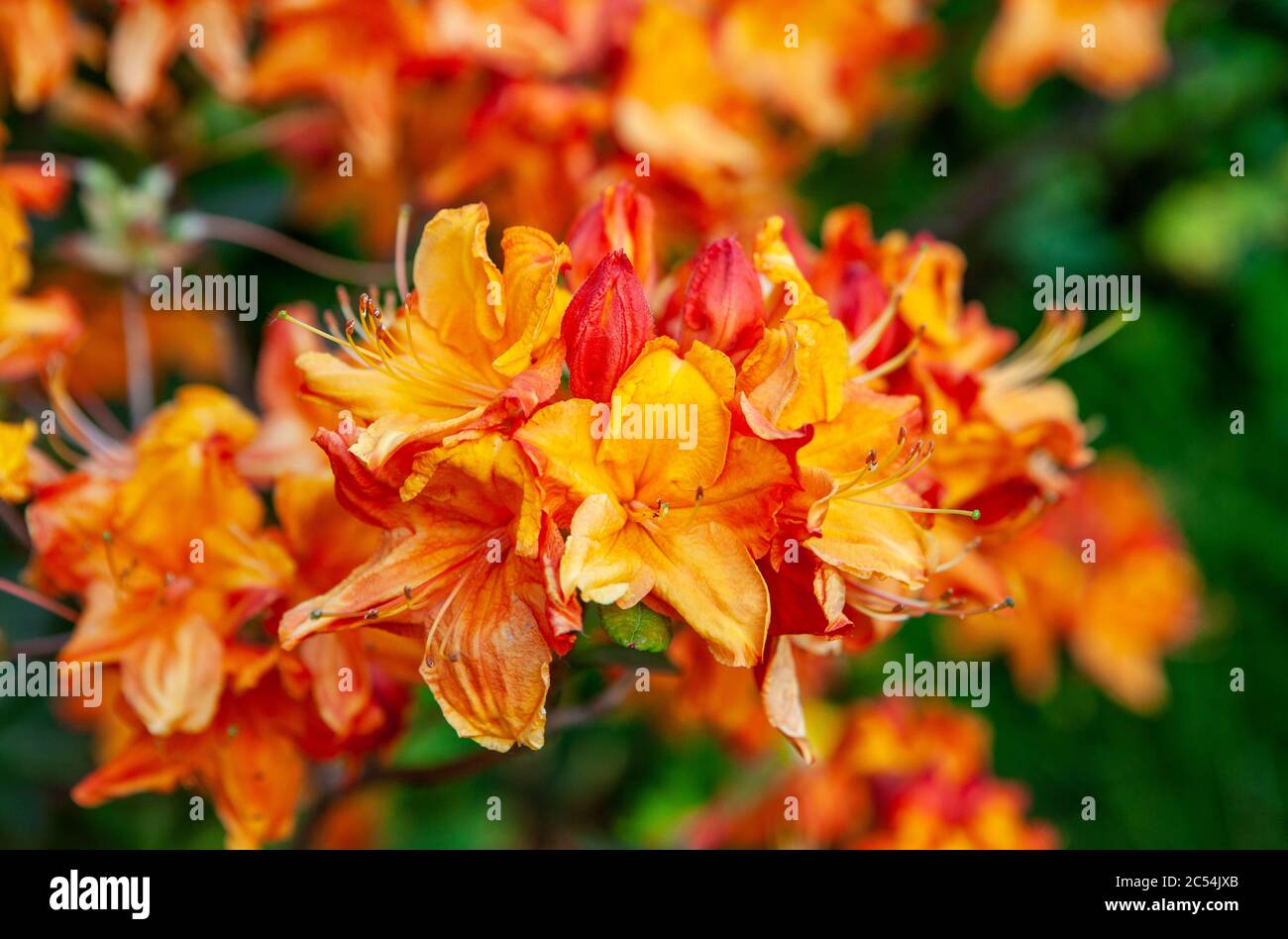 Azalea arancio fiori nel giardino in primavera Foto Stock