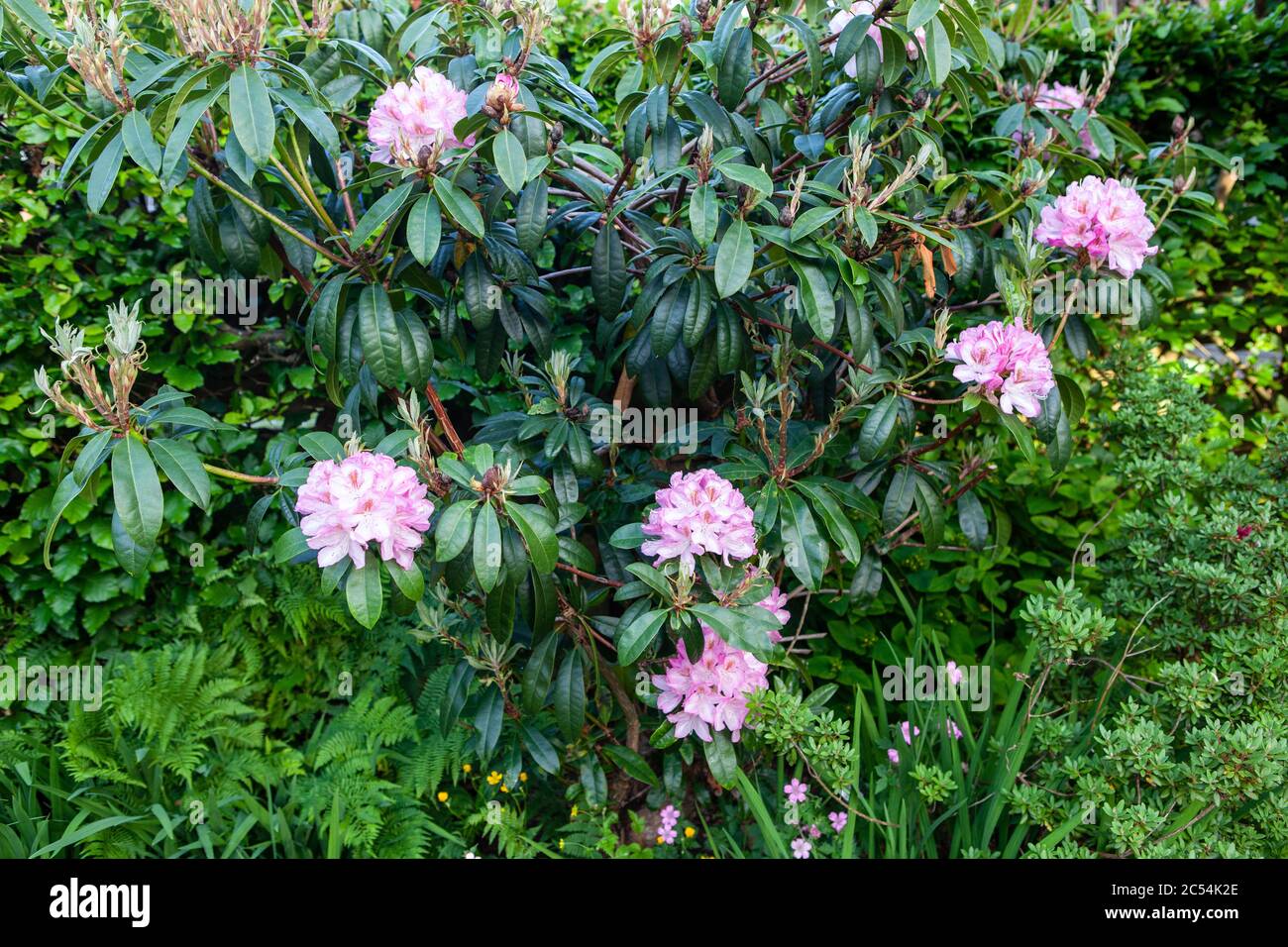 Fiori rosa rododendro su cespuglio in UK giardino ispring Foto Stock