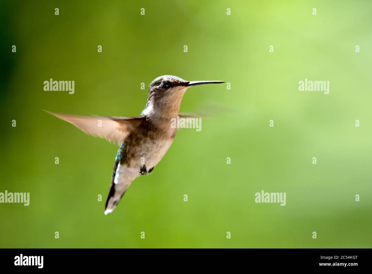 Femmina Ruby ha fatto gola a Hummingbird in volo vicino a un alimentatore. Foto Stock