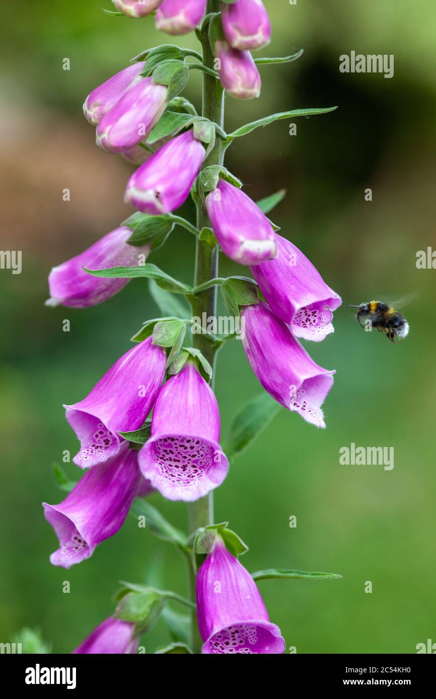 Bumblebee hovering da fiore di foxglove nel giardino britannico in primavera Foto Stock