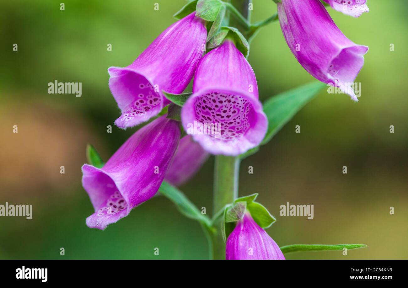 Guanto di fossa in fiore nel giardino britannico in primavera Foto Stock