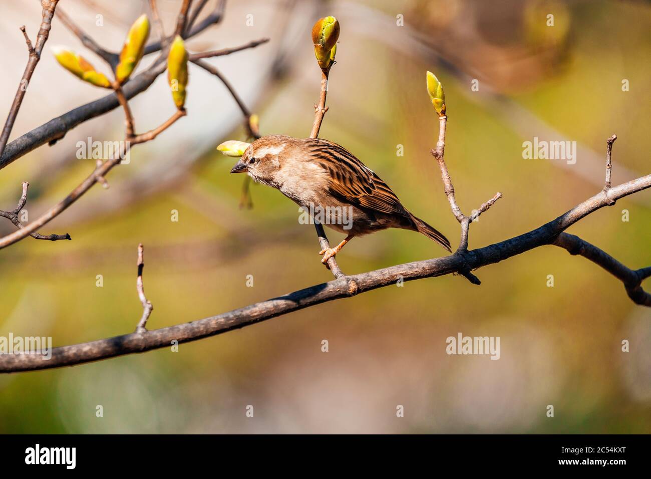 Uccellino su un ramo Foto Stock