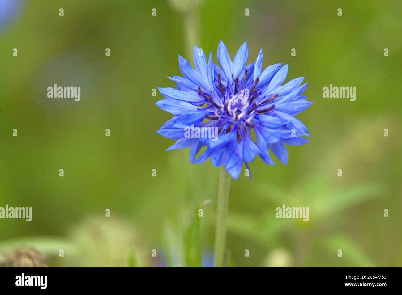 Macro di Blue Bachelors Button centaurea cyanus Foto Stock